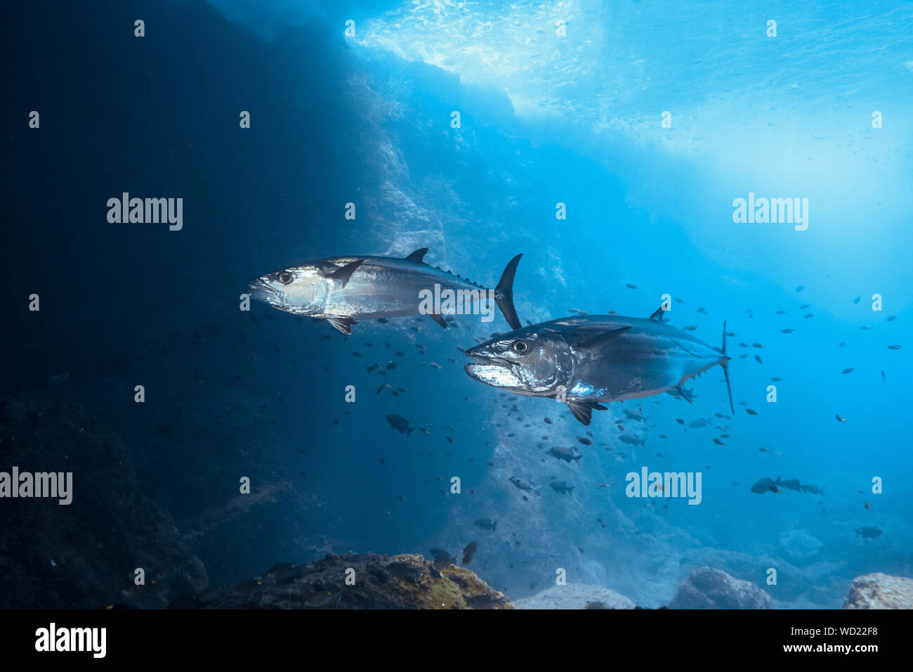 Le thon, Gymnosarda unicolor, Yome-jima, Bonin Islands, les îles d'Ogasawara, Site du patrimoine mondial naturel, Tokyo, Japon, l'Océan Pacifique Banque D'Images