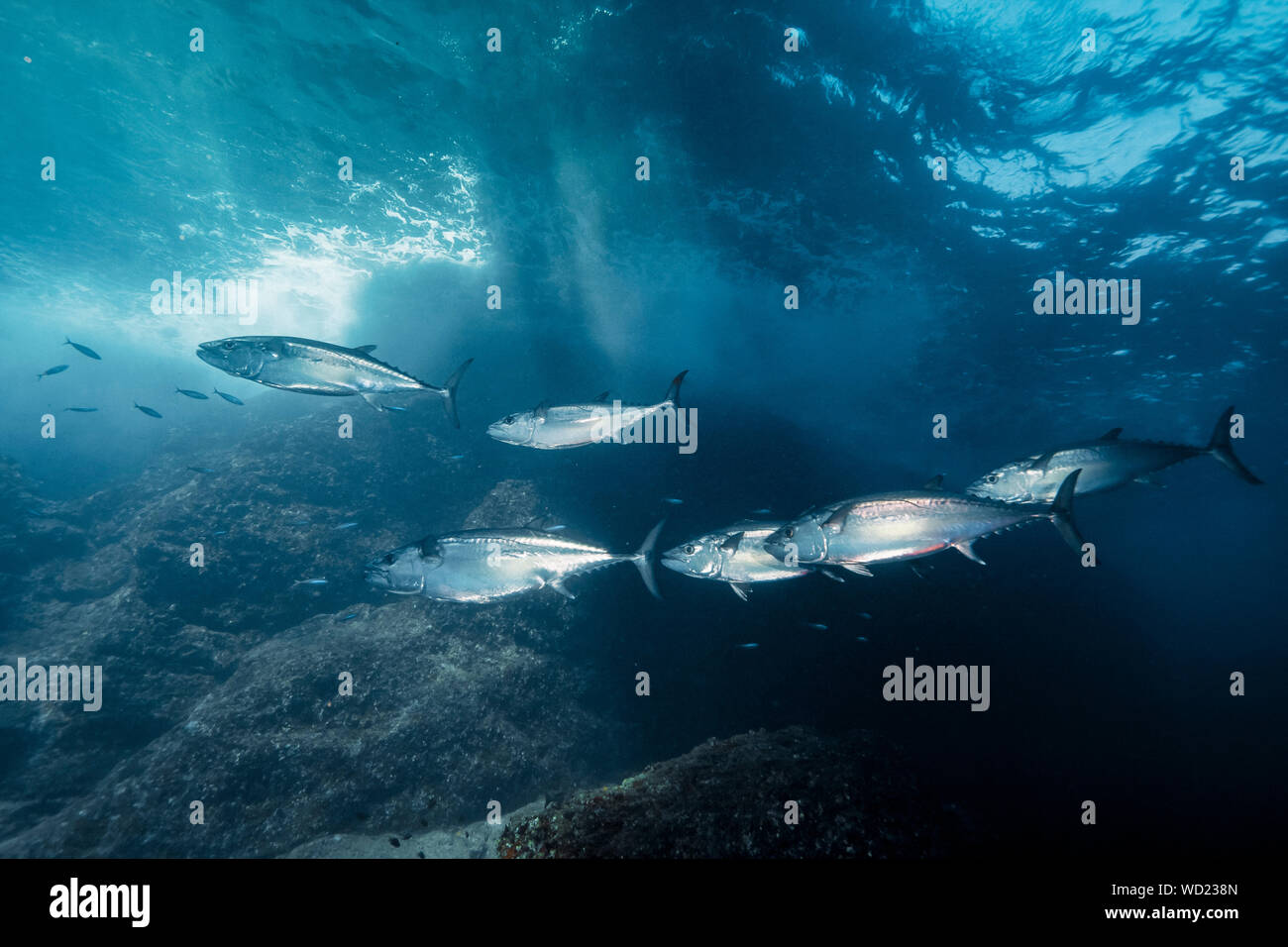 Le thon, Gymnosarda unicolor, Yome-jima, Bonin Islands, les îles d'Ogasawara, Site du patrimoine mondial naturel, Tokyo, Japon, l'Océan Pacifique Banque D'Images