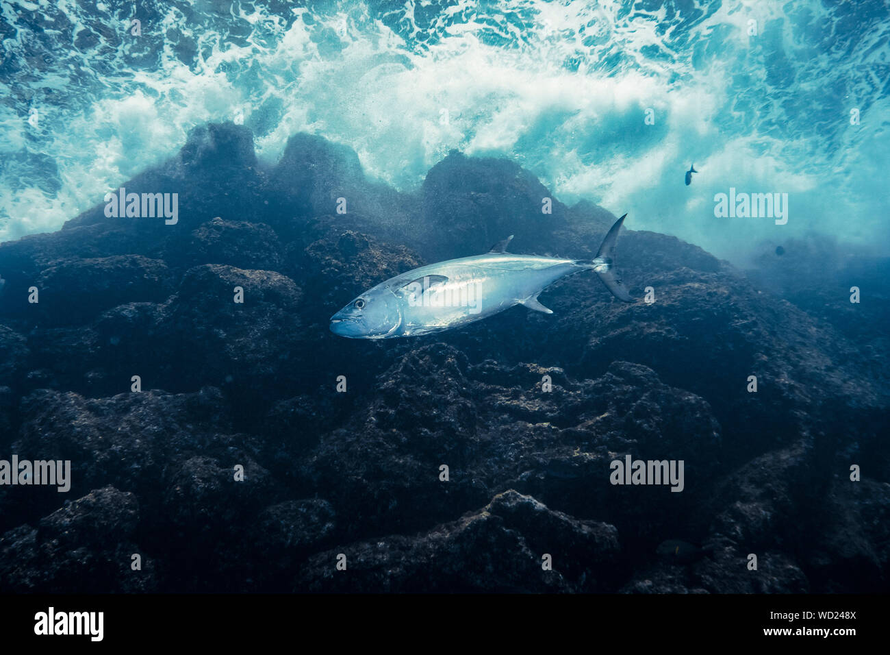 Le thon, Gymnosarda unicolor, Yome-jima, Bonin Islands, les îles d'Ogasawara, Site du patrimoine mondial naturel, Tokyo, Japon, l'Océan Pacifique Banque D'Images