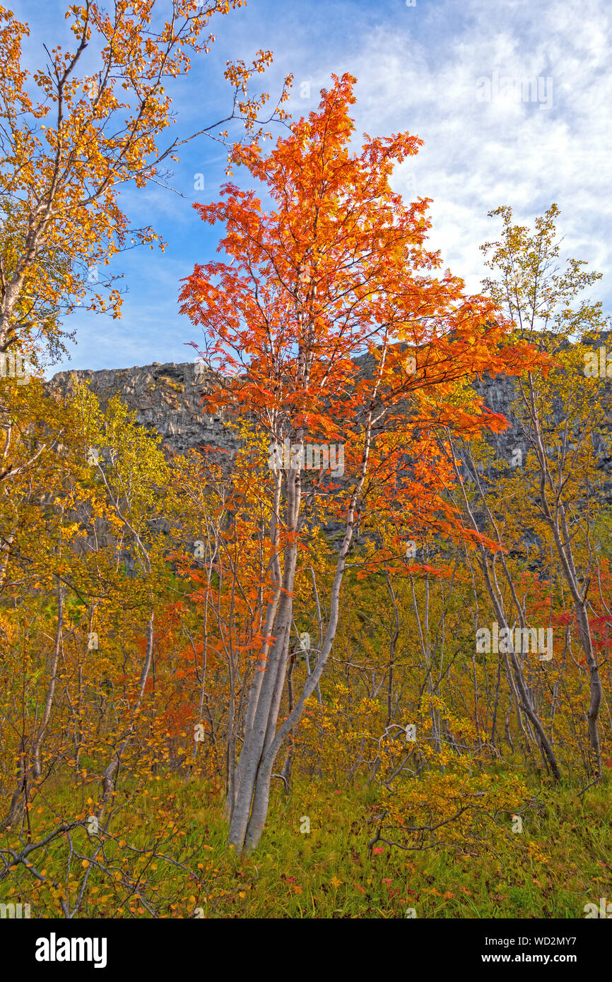 Rowan coloré arbres en automne au Asbyrgi, Islande Banque D'Images