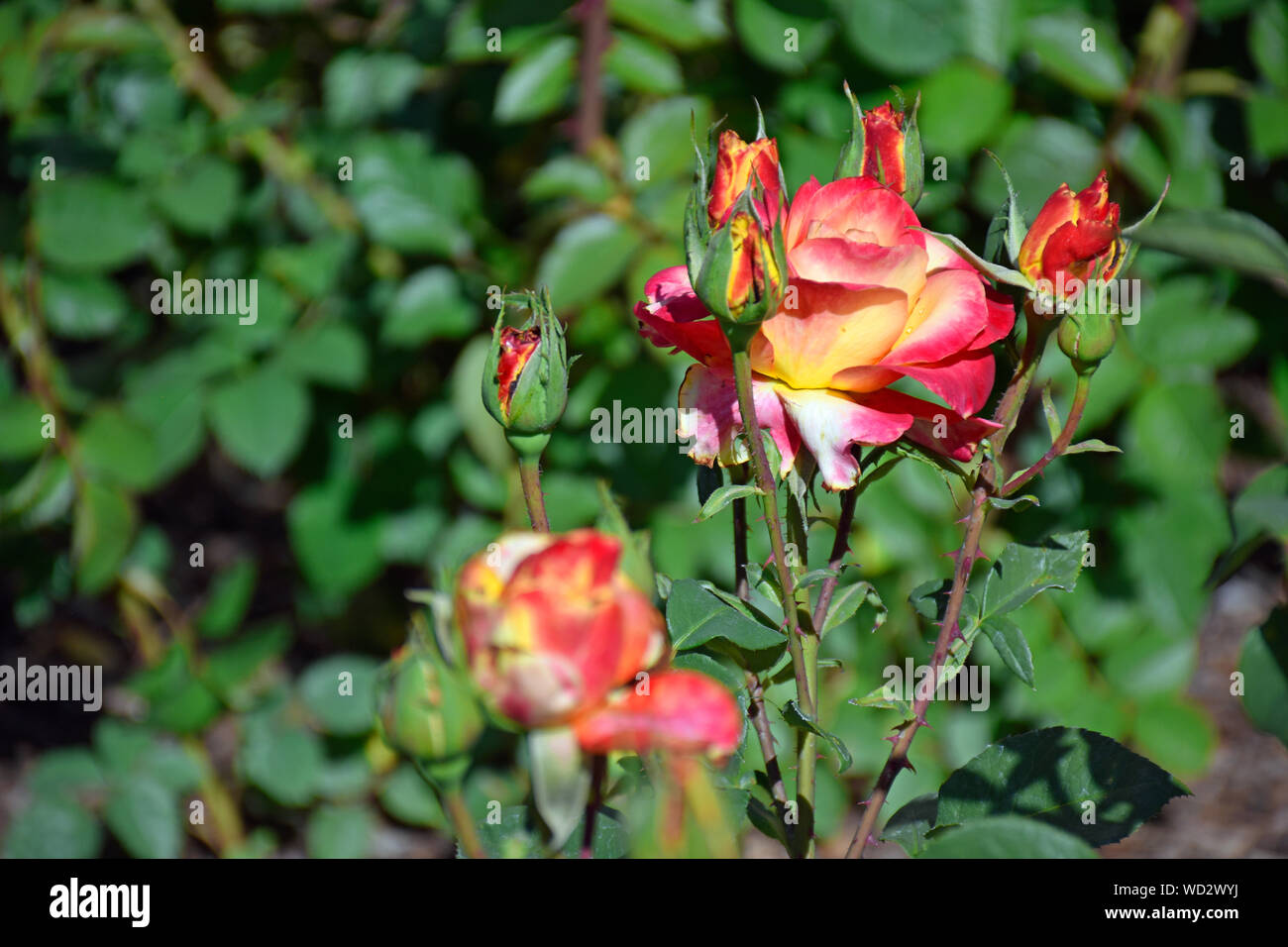 'Instant parfait' Hybrid Tea Rose Banque D'Images