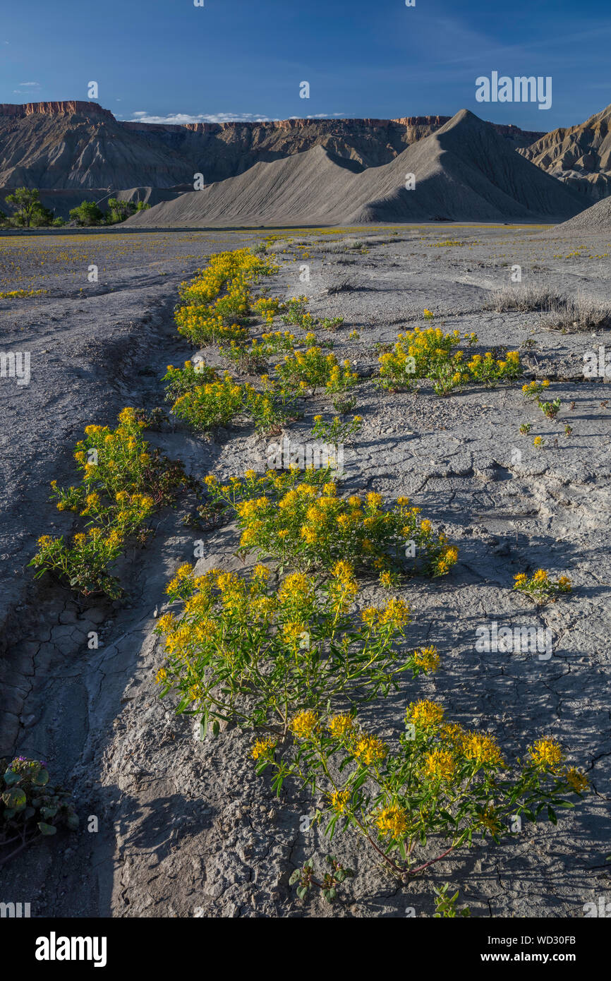 L'abeille jaune plante en Caineville Badlands, Utah Banque D'Images