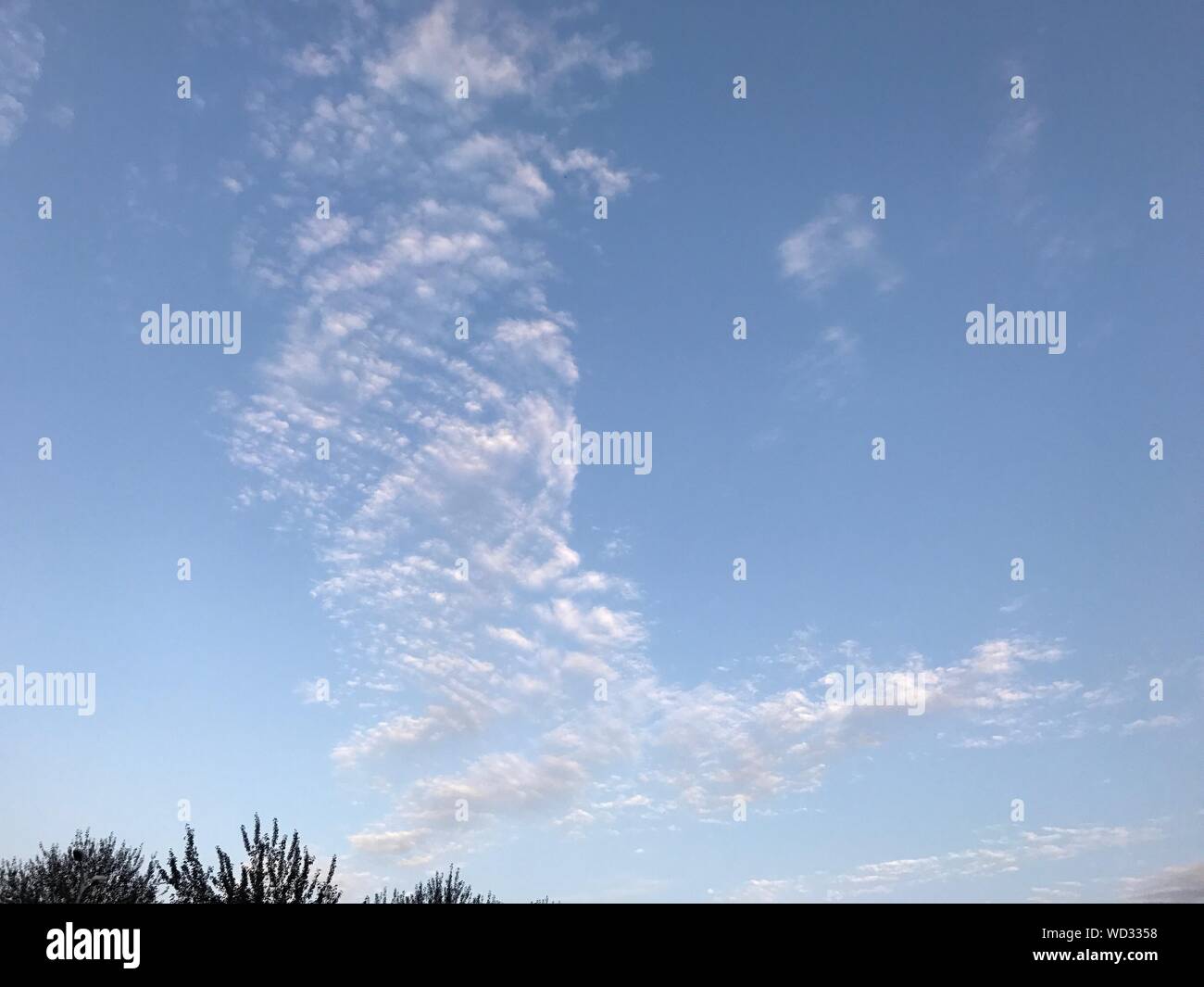 Low Angle View of Trees Against Blue Sky Banque D'Images