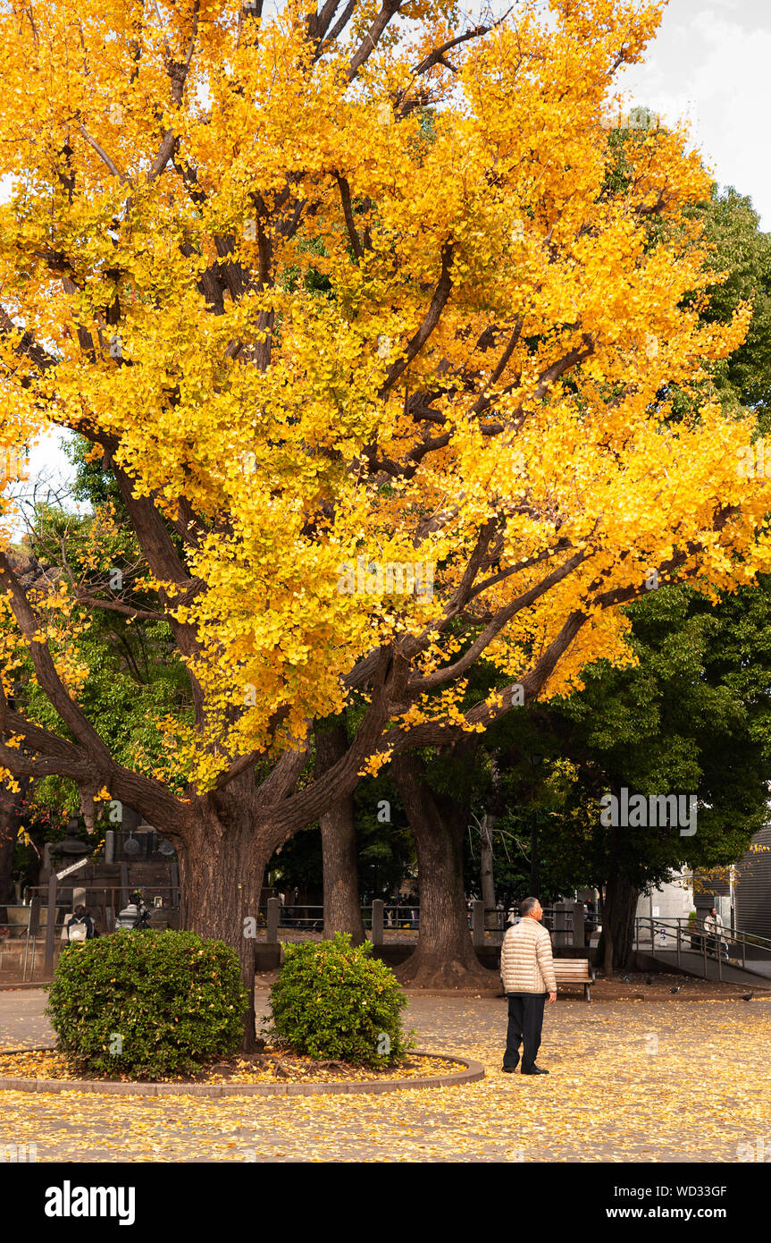 NOV 29, 2018 Tokyo, Japon - Japonais asiatique vieil homme se tenir sous Jaune automne big gingo arbre avec les feuilles tombées sur le sol. Beau parc Ueno en automne Banque D'Images