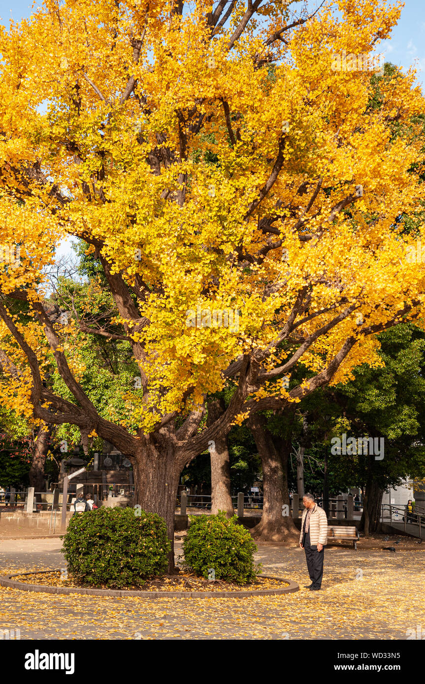 NOV 29, 2018 Tokyo, Japon - Japonais asiatique vieil homme se tenir sous Jaune automne big gingo arbre avec les feuilles tombées sur le sol. Beau parc Ueno en automne Banque D'Images