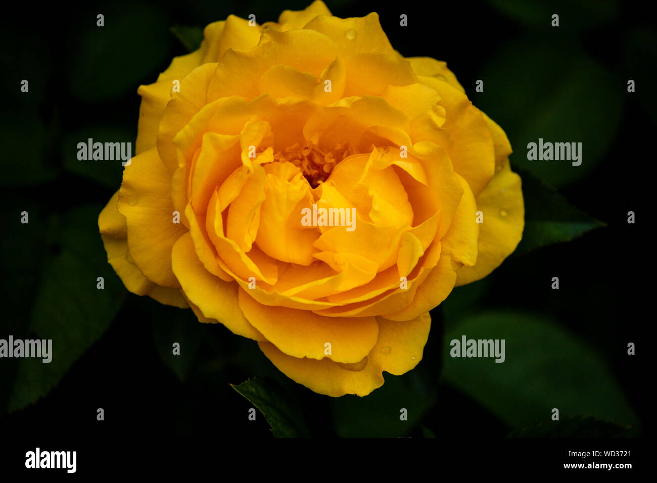 Cluster-fleur rose 'Julia Child' Banque D'Images