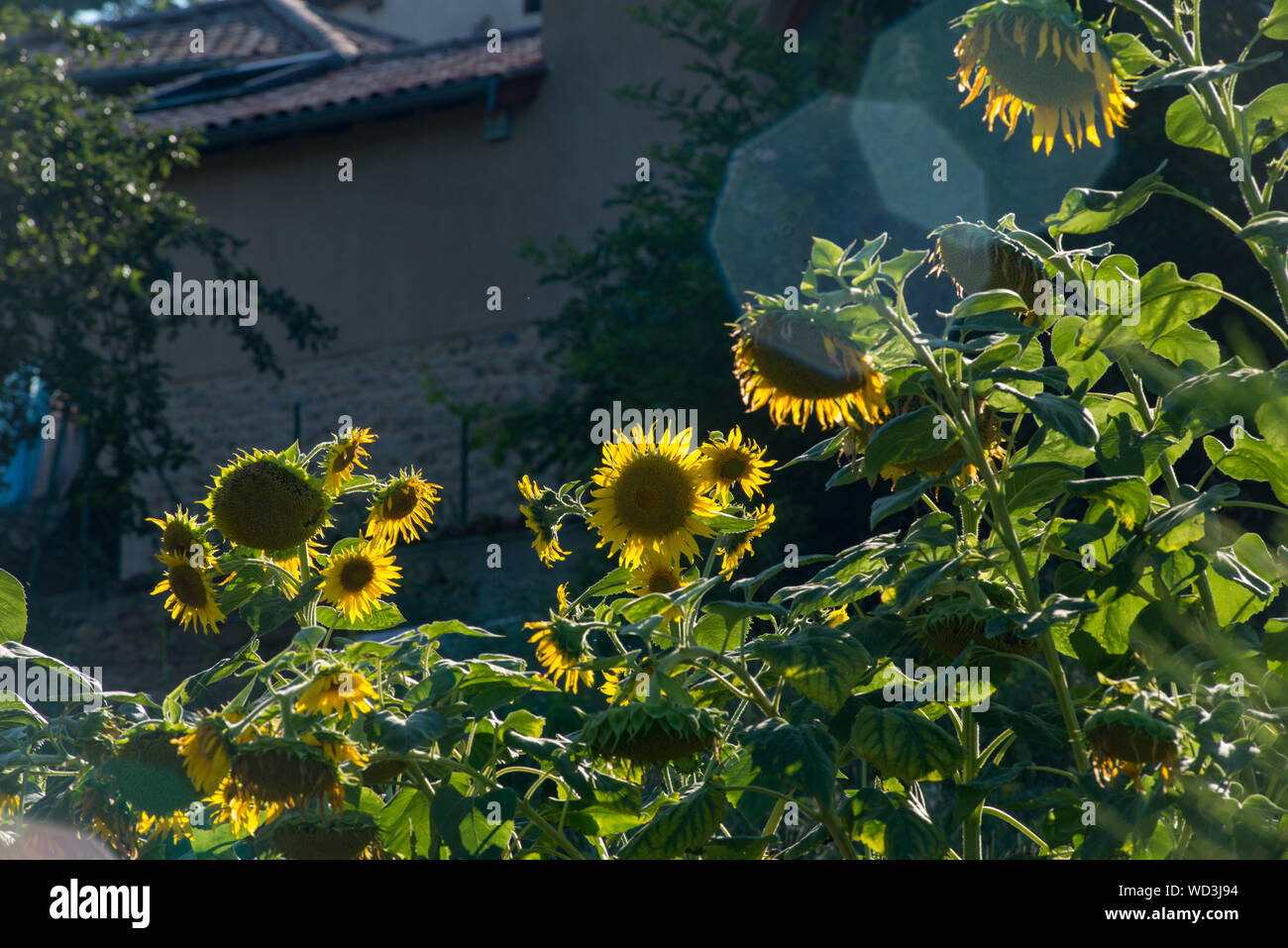 Lumiere du soleil Banque de photographies et d’images à haute
