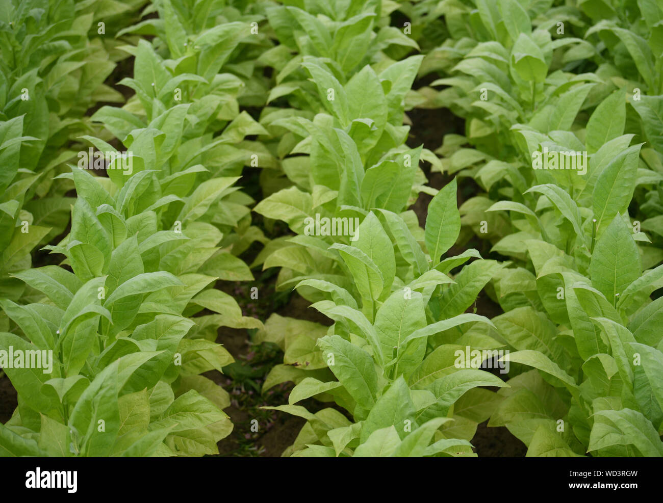 Bad Krozingen, Allemagne. Août 28, 2019. Les plants de tabac de la variété 'Virginia' debout dans un champ. La récolte du tabac a commencé à Baden du Sud. Le tabac est utilisé pour les bars à chicha. Crédit : Patrick Seeger/dpa/Alamy Live News Banque D'Images
