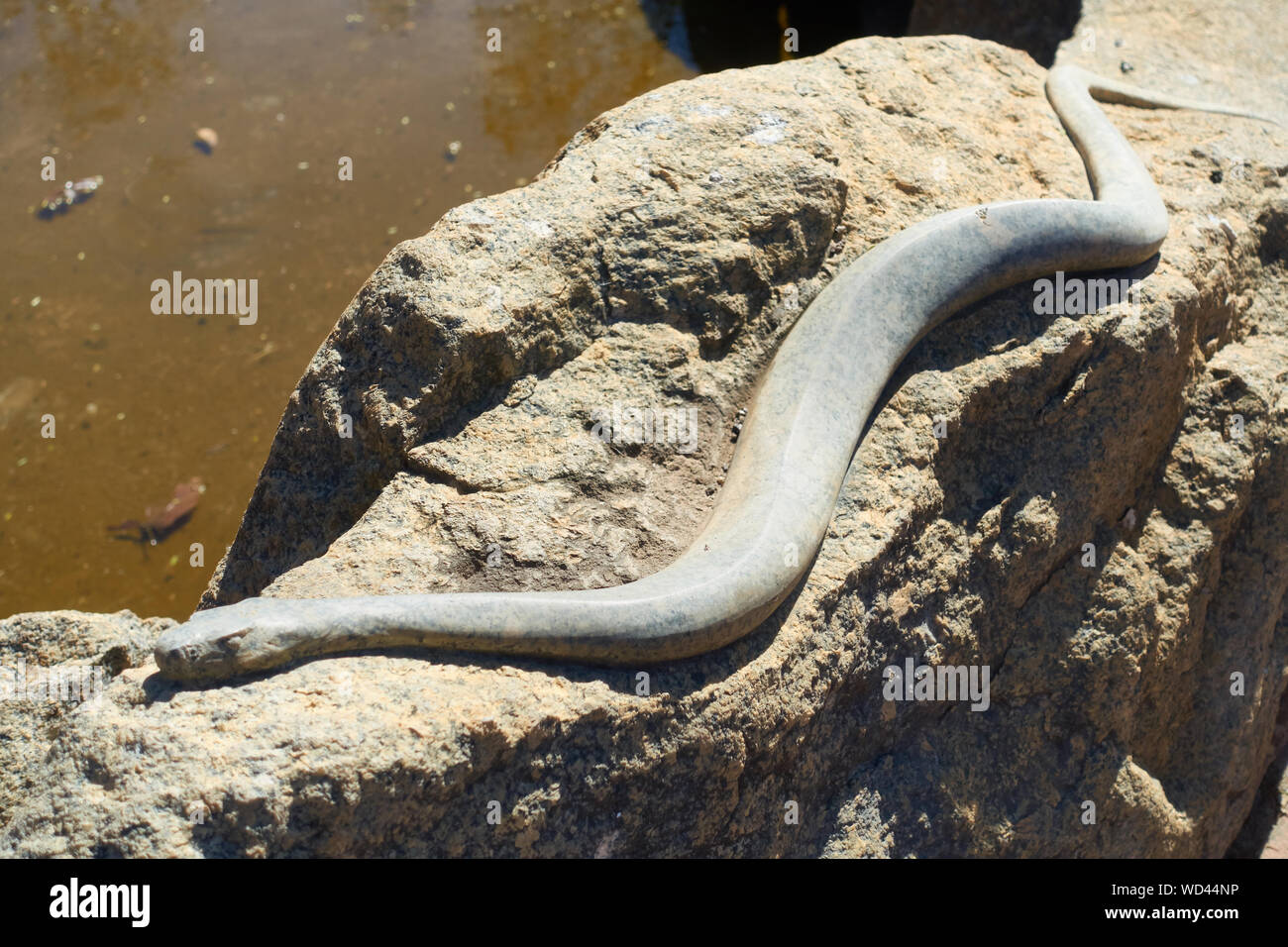 Sculpture d'un serpent sur les roches à la fontaine du bicentenaire de l'Australie de Tamworth. Banque D'Images