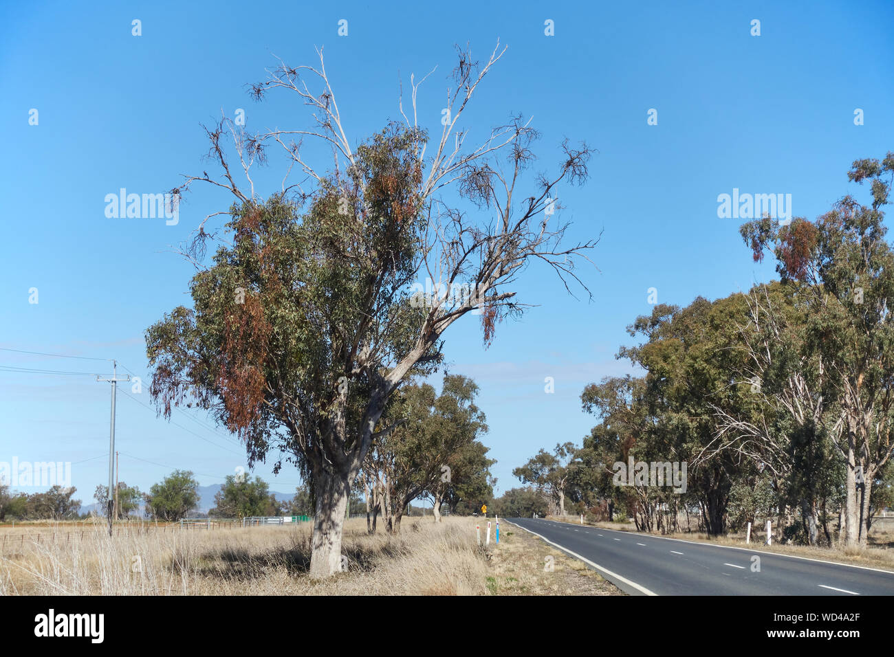 Arbre d'eucalyptus mourant d'une infestation de plantes de GUI parasitaires qui meurent aussi avec l'arbre. Tamworth Australie. Banque D'Images