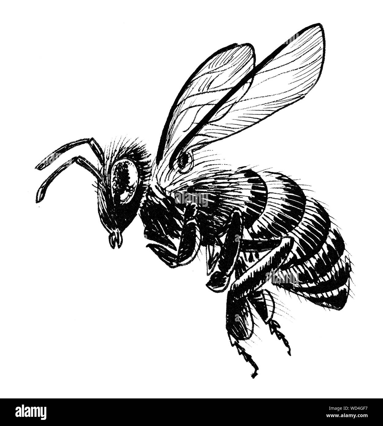 Bee Drawing Banque D Image Et Photos Alamy