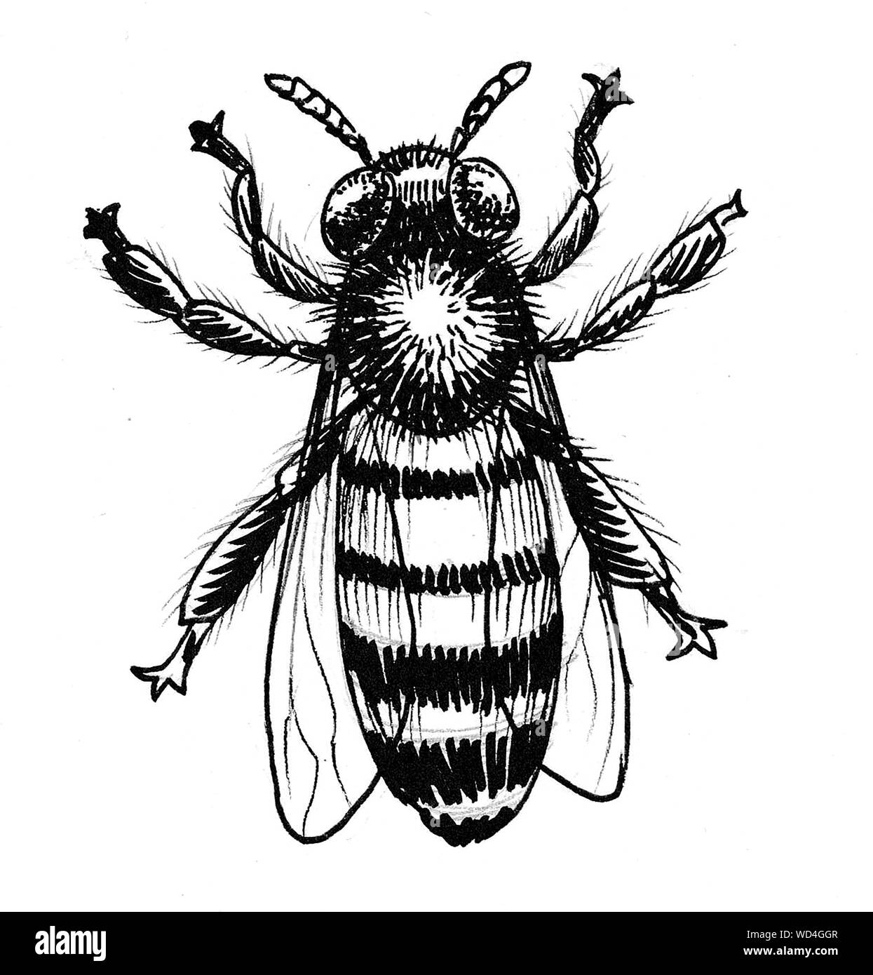 Grosse abeille. Dessin noir et blanc Encre Banque D'Images