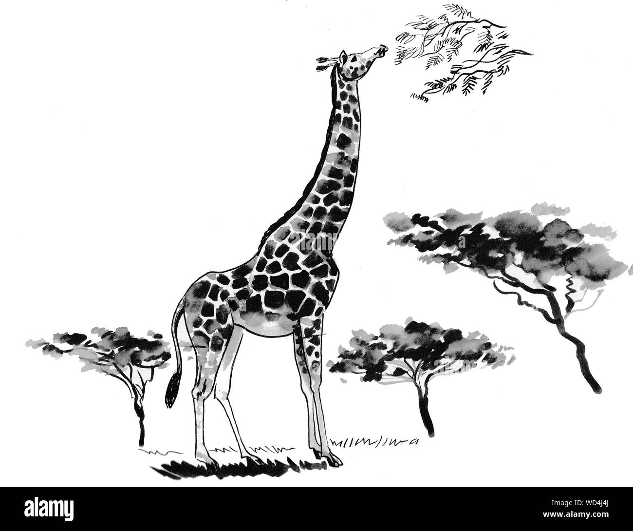 Animal girafe manger les feuilles de l'arbre dans la savane. Illustration noir et blanc Encre Banque D'Images