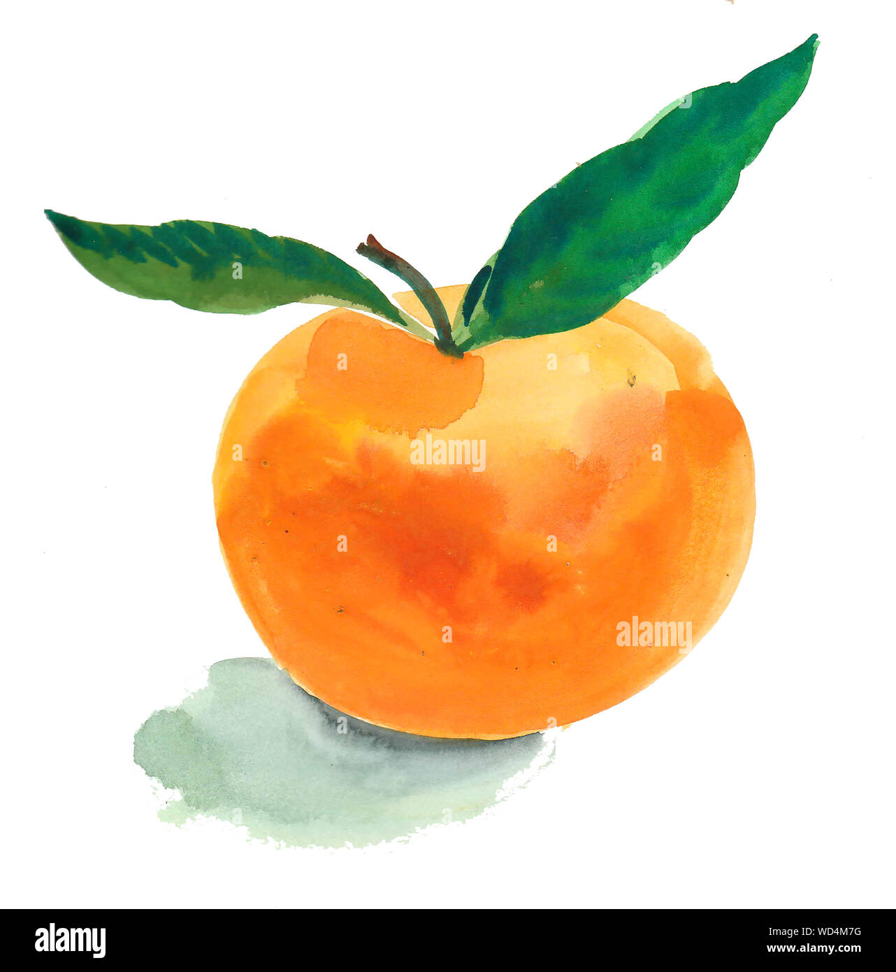 Fruits Orange. Peinture Aquarelle Banque D'Images