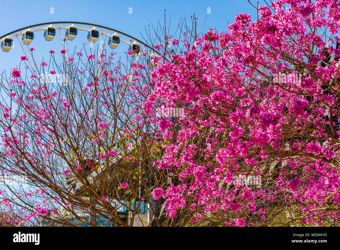 Fleurs trompettes roses en fleurs sur un arbre dans la ville de Brisbane en Australie, avec une grande roue à l'arrière-plan Banque D'Images