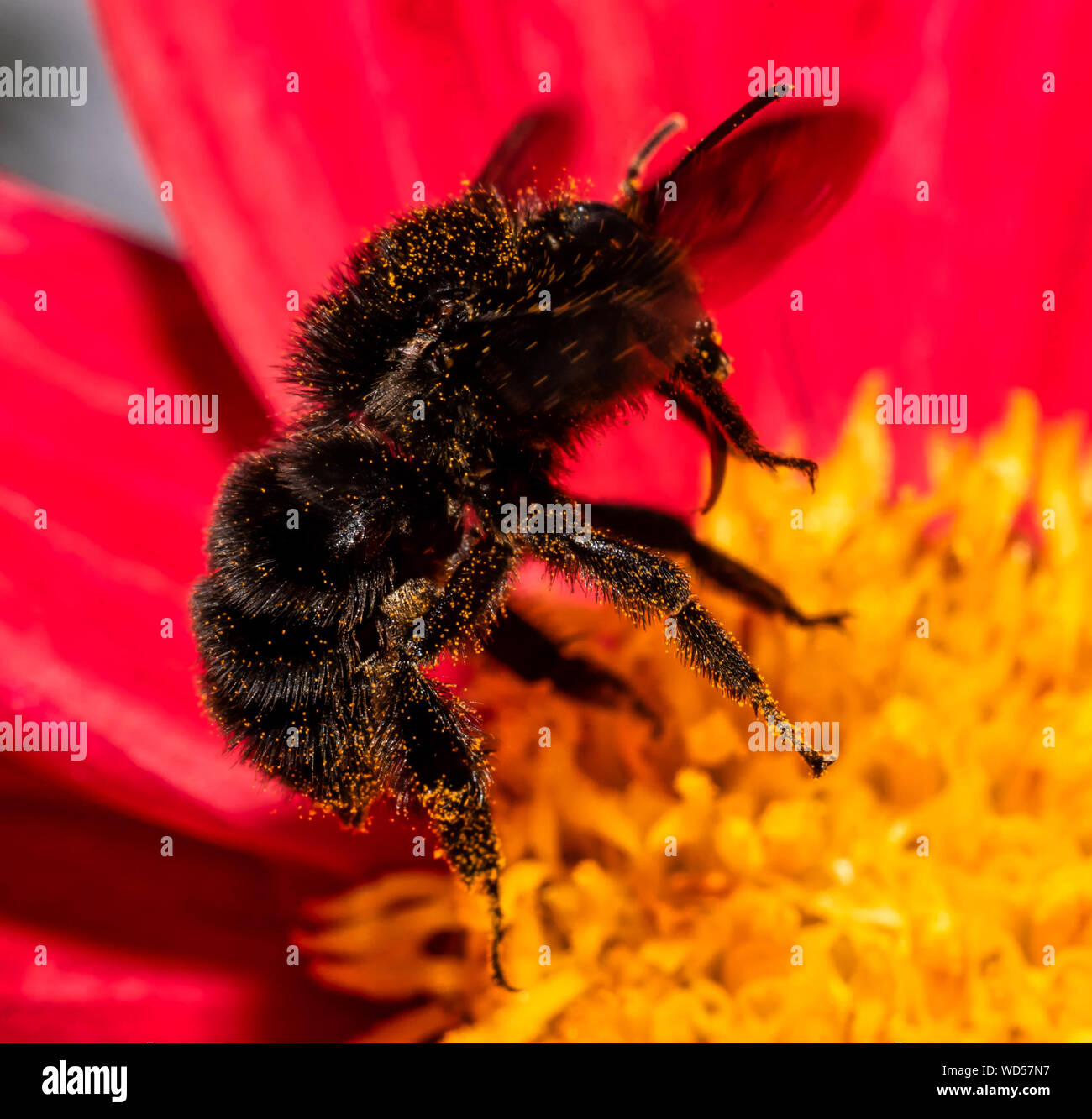 Belle fleur dahlia rouge avec le vol bumblebee Banque D'Images