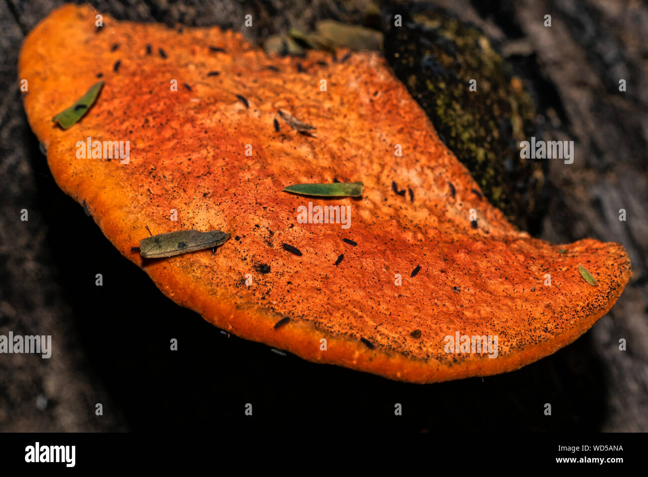 Pycnoporellus fulgens, une orange champignon poussant sur birch en Argentine. Pycnoporus cinnabarinus Banque D'Images