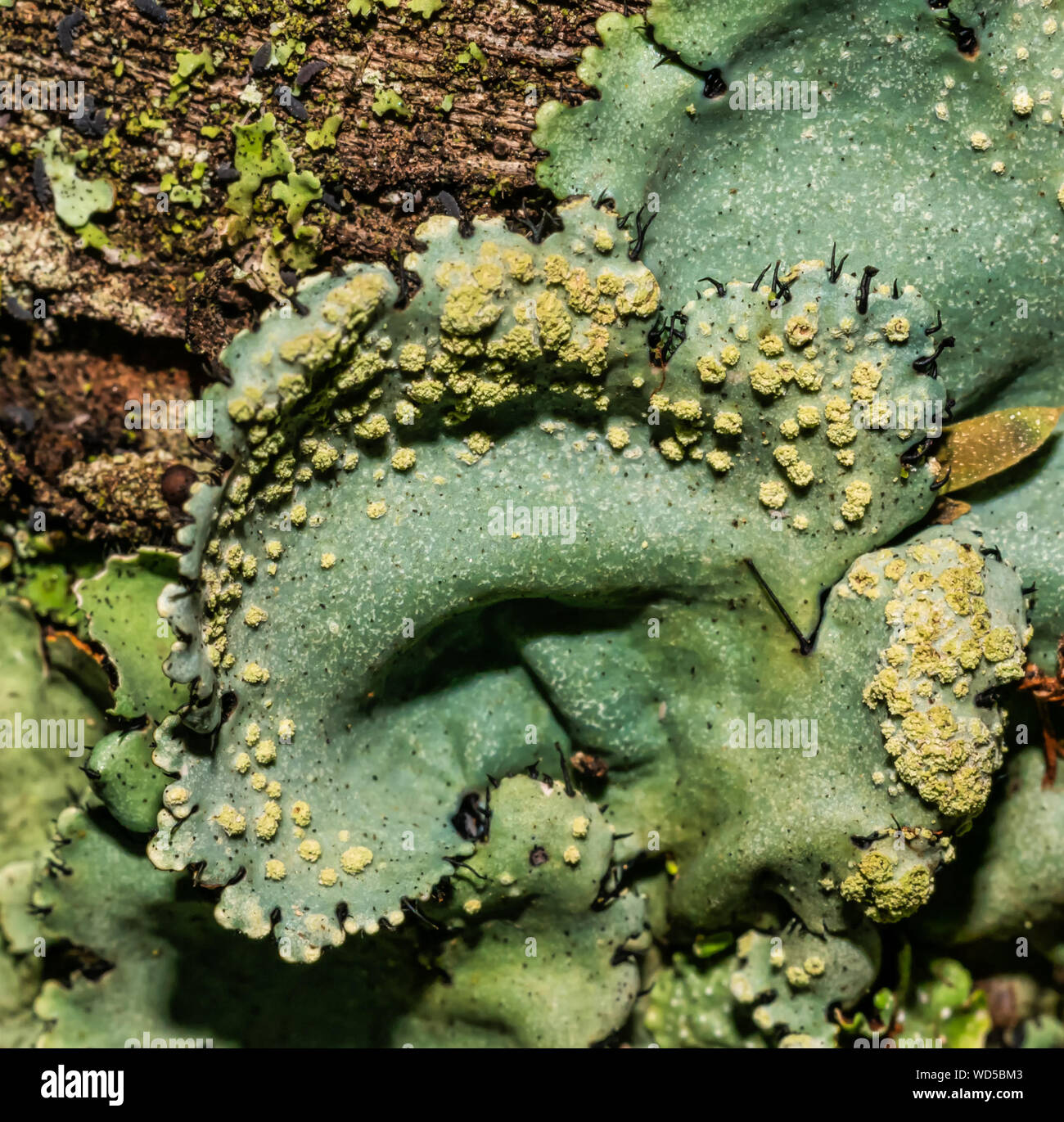 Les lichens sont des champignons symbiotiques et d'algues. Ils sont capables de croître sur les rochers propres et forment souvent sur les rochers et les pierres beaux modèles lichen sur un Banque D'Images