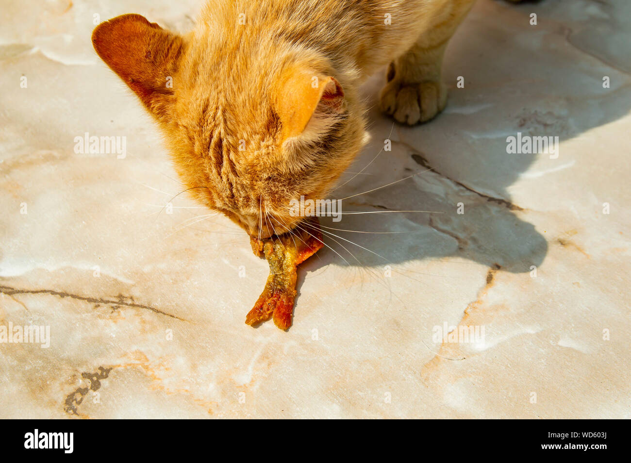 Le Gingembre Un Chat Mange Du Poisson Frit Photo Stock Alamy