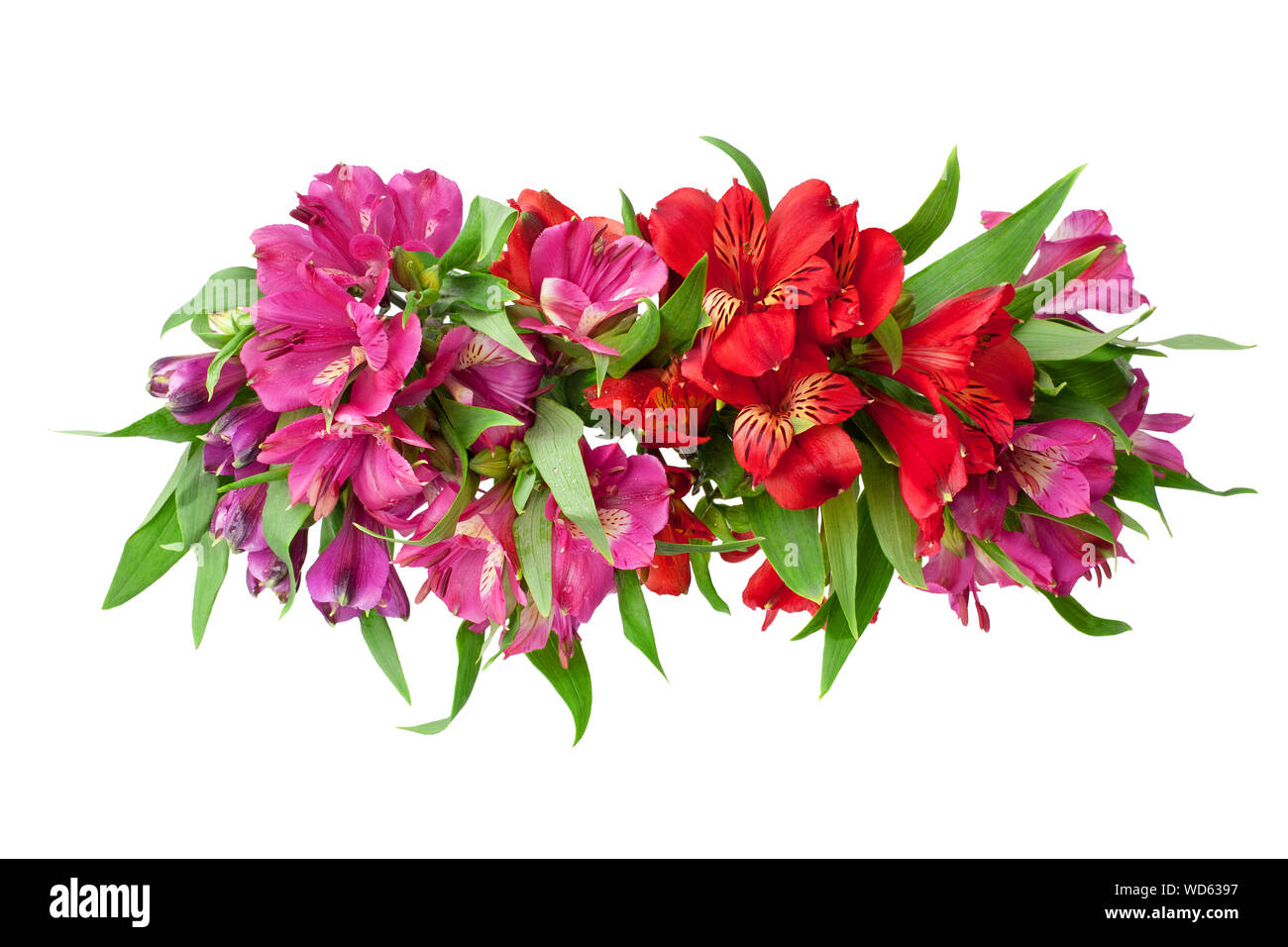 L'alstroemeria rouge et rose de la direction générale des fleurs sur fond blanc gros plan isolé, lily flowers bunch pour bordure décorative, élément de design de l'affiche de la maison de vacances Banque D'Images