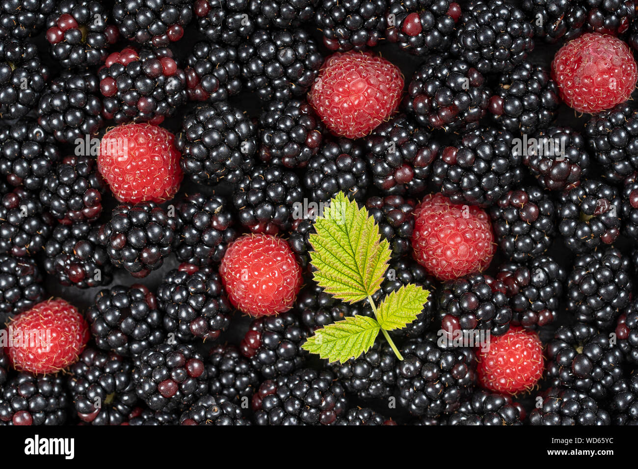 Arrière-plan de mûres et framboises fraîches bio, Close up. Beaucoup de fruits sauvages mûrs de petits fruits juteux brut posé sur la table. Haut Voir le produit Blackberry Banque D'Images