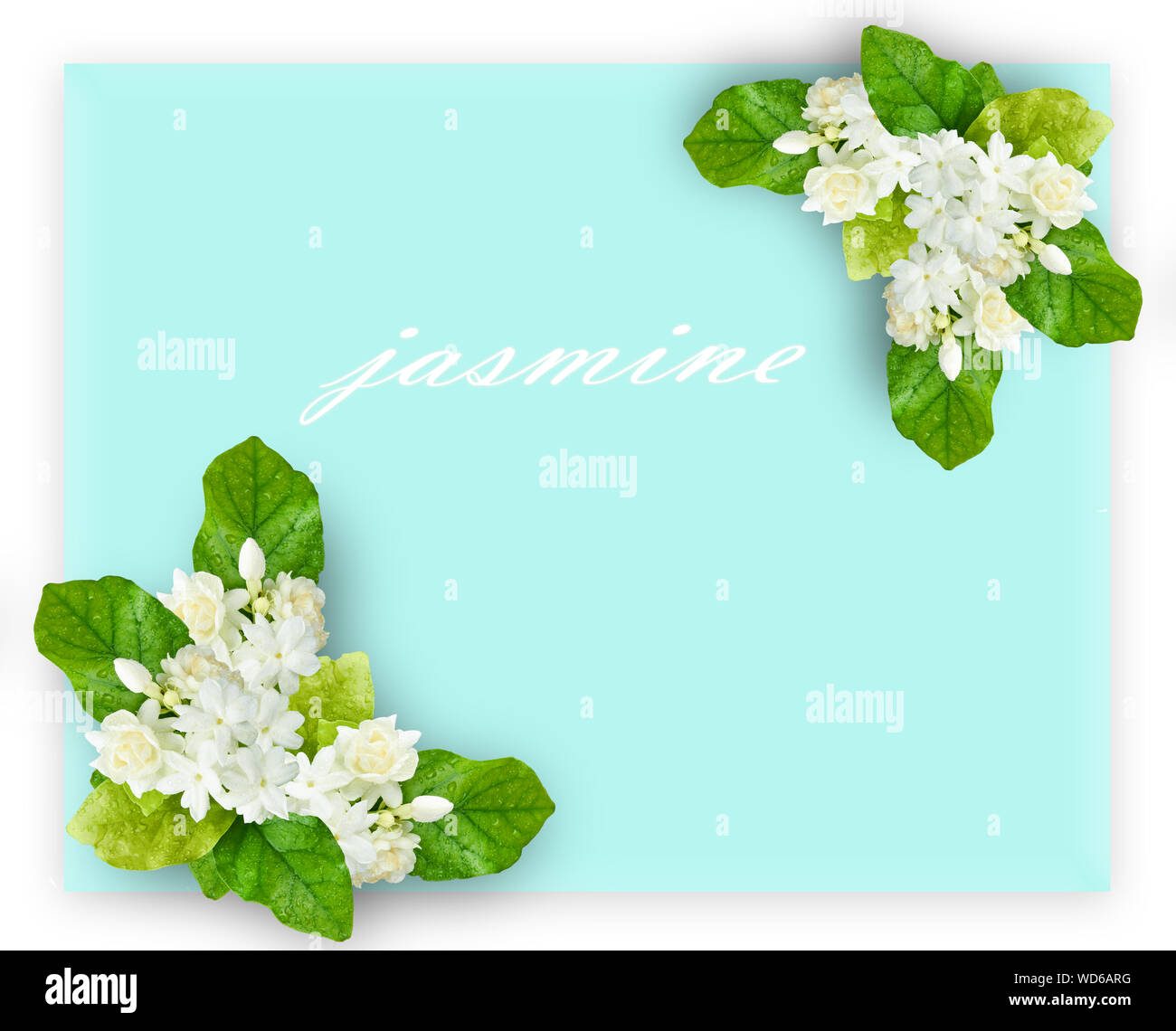 Fleur de jasmin des bannières. Peut être utilisé comme carte de vœux ou d'invitation de mariage Banque D'Images