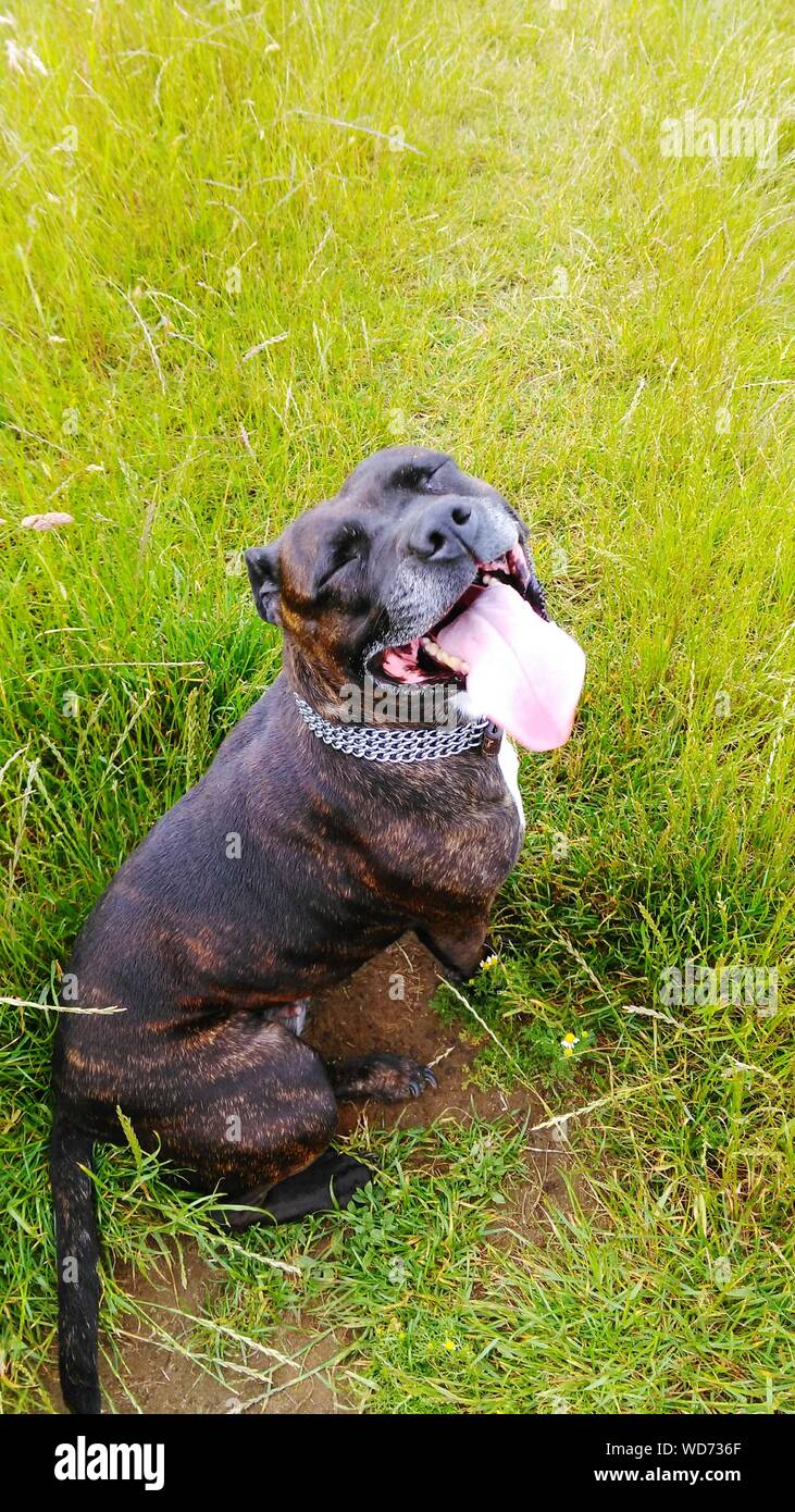 Dog with tongue sticking out Banque de photographies et d’images à haute résolution Alamy