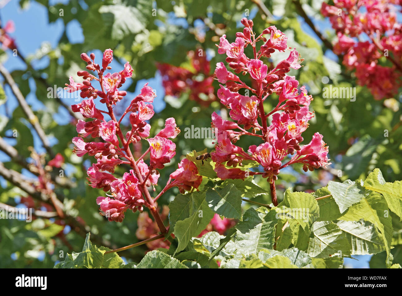 Marronnier rouge Banque de photographies et d’images à haute résolution ...
