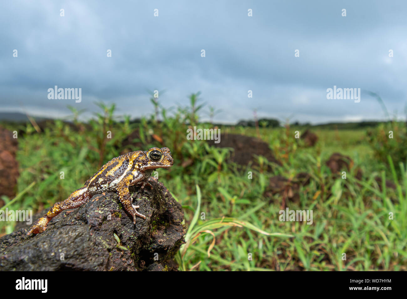 La critique d'extinction Amboli Toad ! Banque D'Images