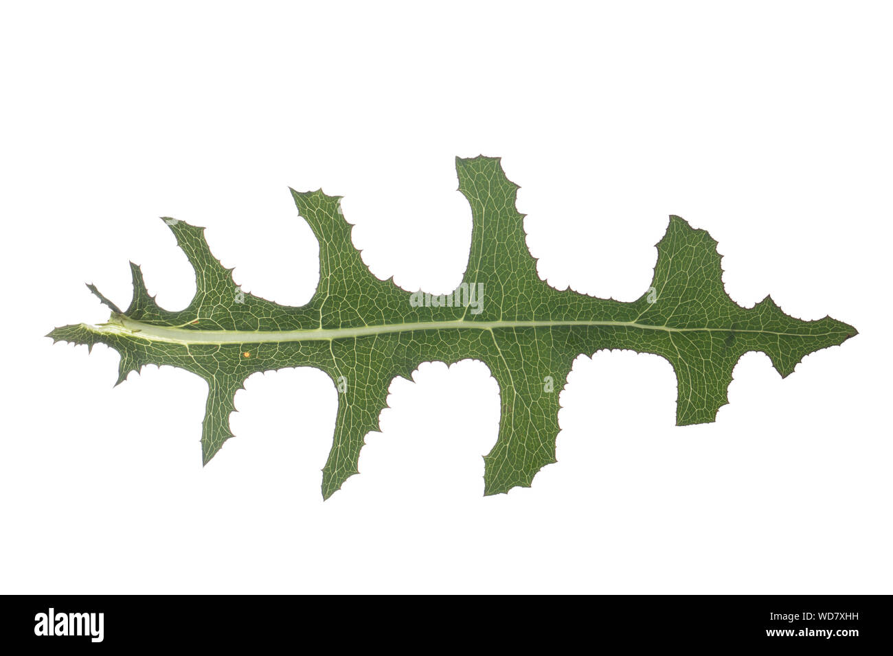 Kompass-Lattich Stachel-Lattich Zaun-Lattich,,, Kompasslattich Stachellattich Zaunlattich, Lactuca serriola,,, la laitue scariole, du chardon, boussole Banque D'Images