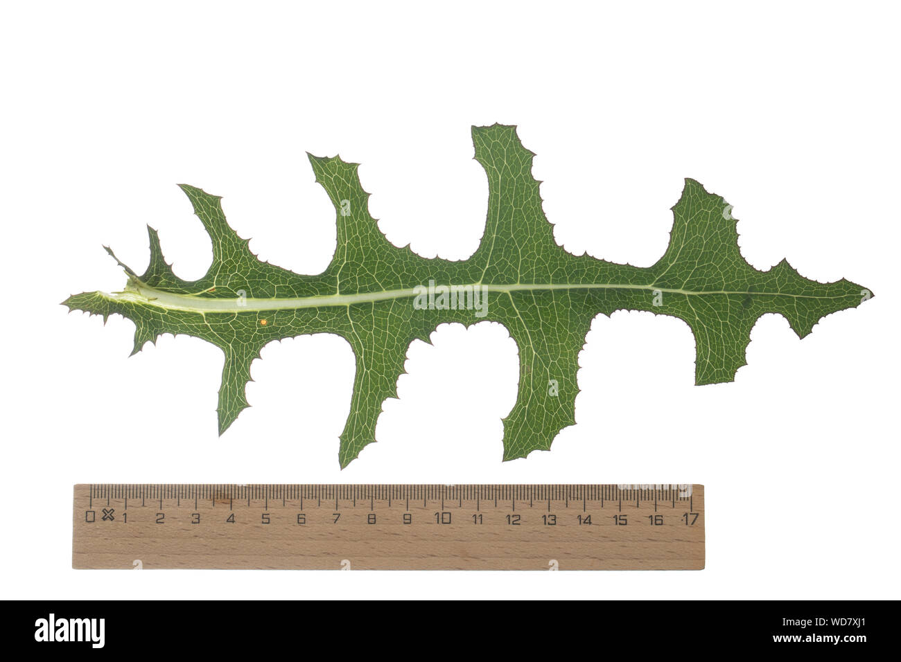 Kompass-Lattich Stachel-Lattich Zaun-Lattich,,, Kompasslattich Stachellattich Zaunlattich, Lactuca serriola,,, la laitue scariole, du chardon, boussole Banque D'Images