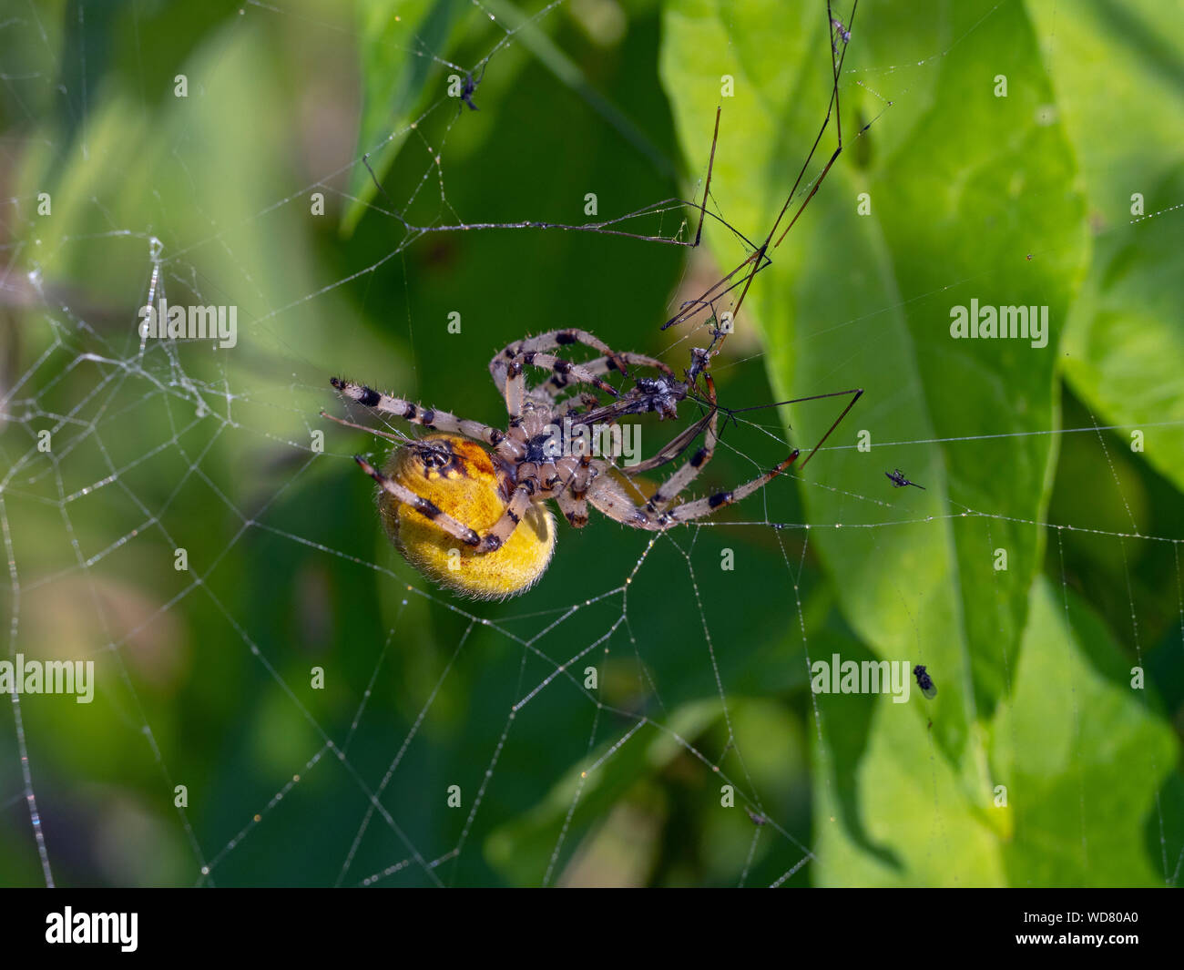 Orb Weaver spider commun Metellina segmentata Jardin Norfolk Banque D'Images