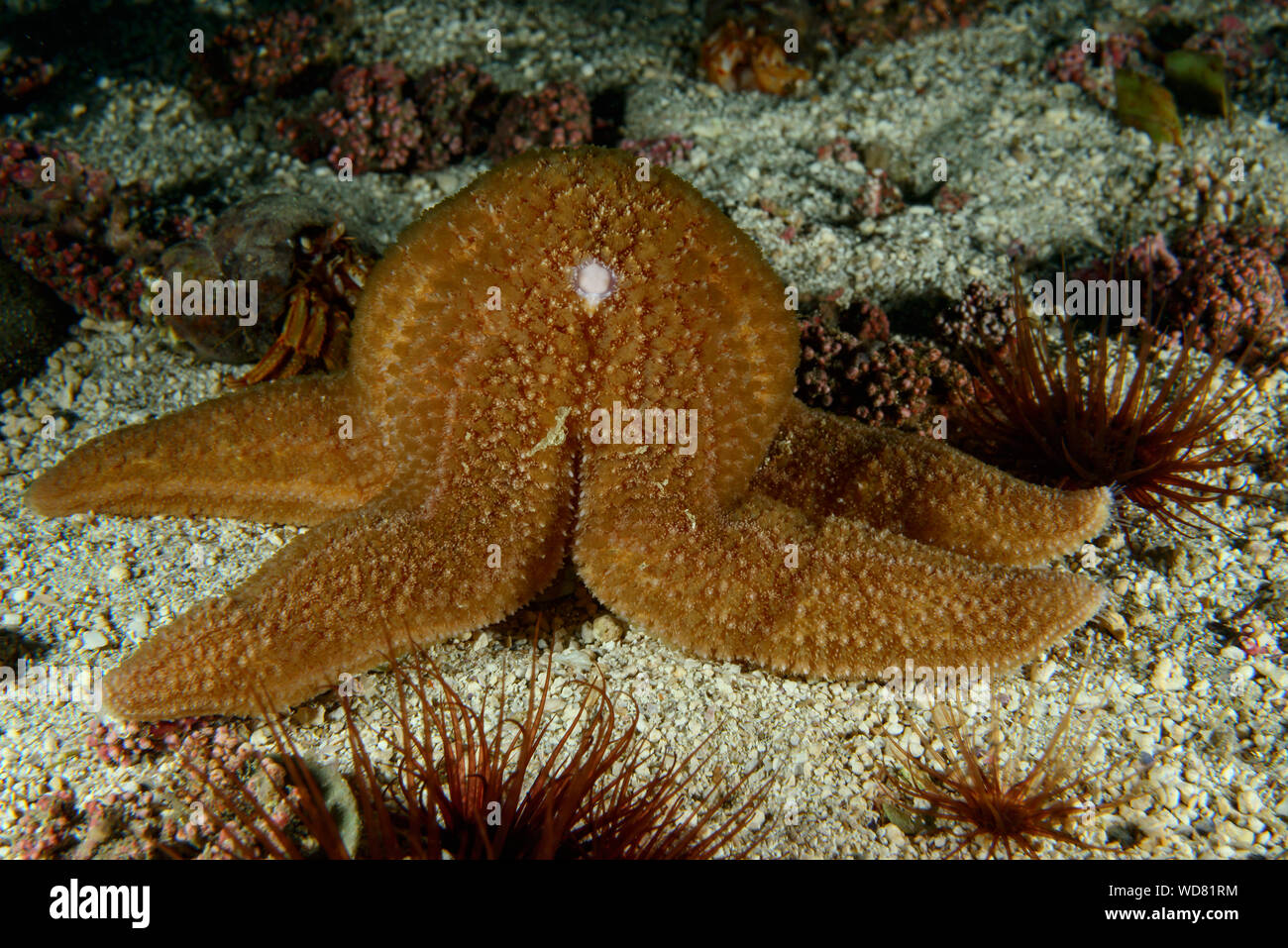 L'étoile de mer Asterias rubens, commune, Kvaloyvagen, la Norvège, l'Océan Atlantique Banque D'Images