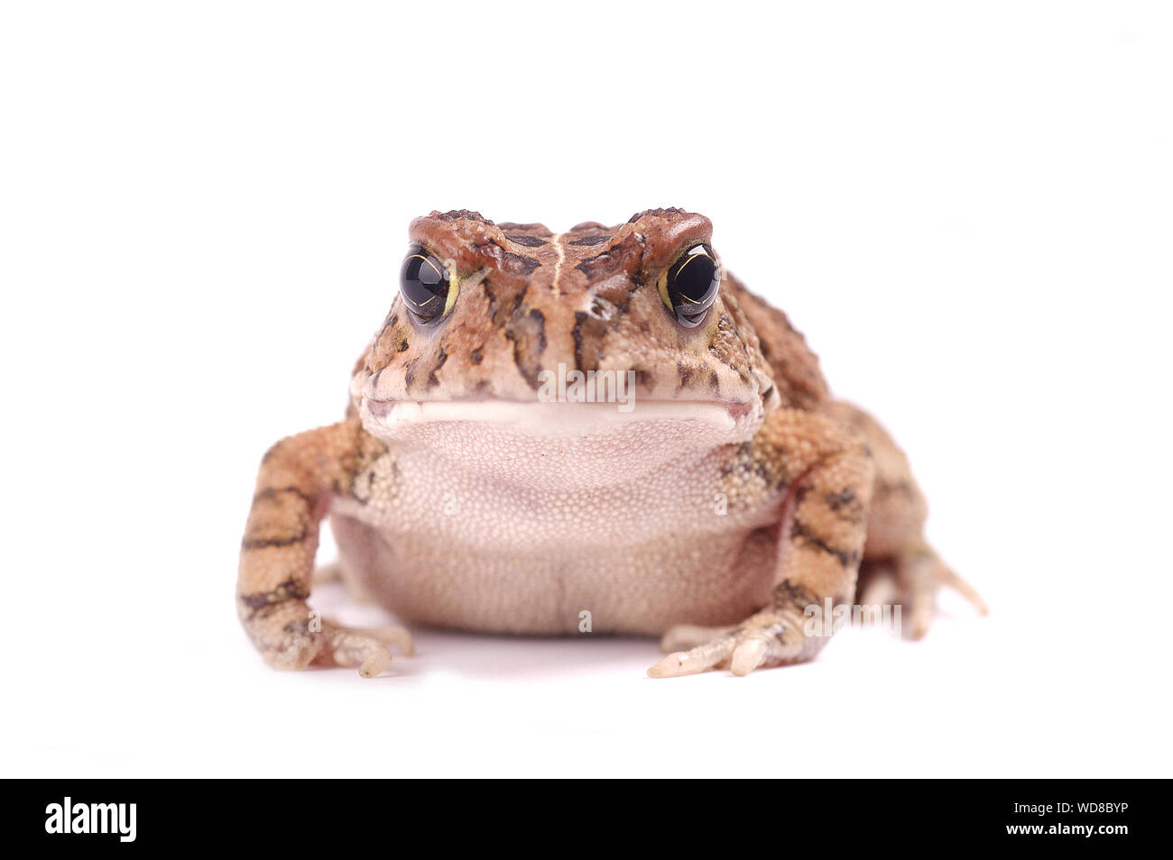 Face d'un crapaud isolé sur un fond blanc. Banque D'Images