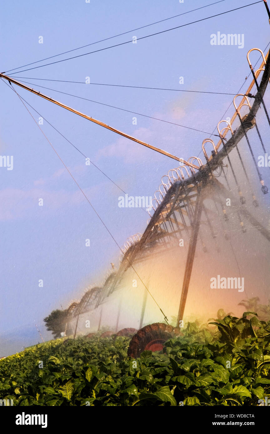 Système de gicleurs d'eau dans un champ de tabac Banque D'Images