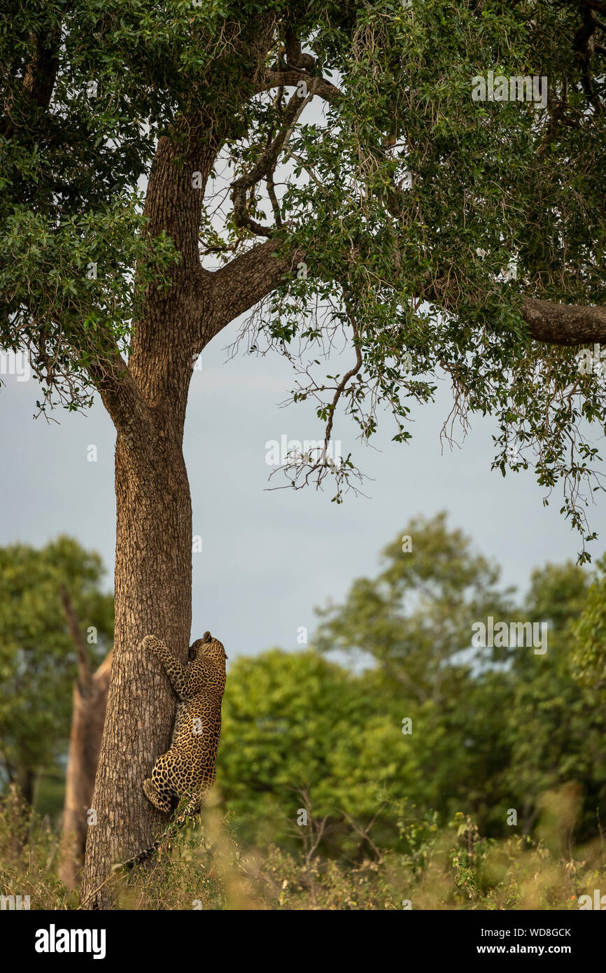 Femme léopard (Panthera pardus) redescendez tronc de l'arbre vertical et ordre décroissant arbre dans l'après-midi dans le parc Masai Mara camp près de gouverneurs Banque D'Images