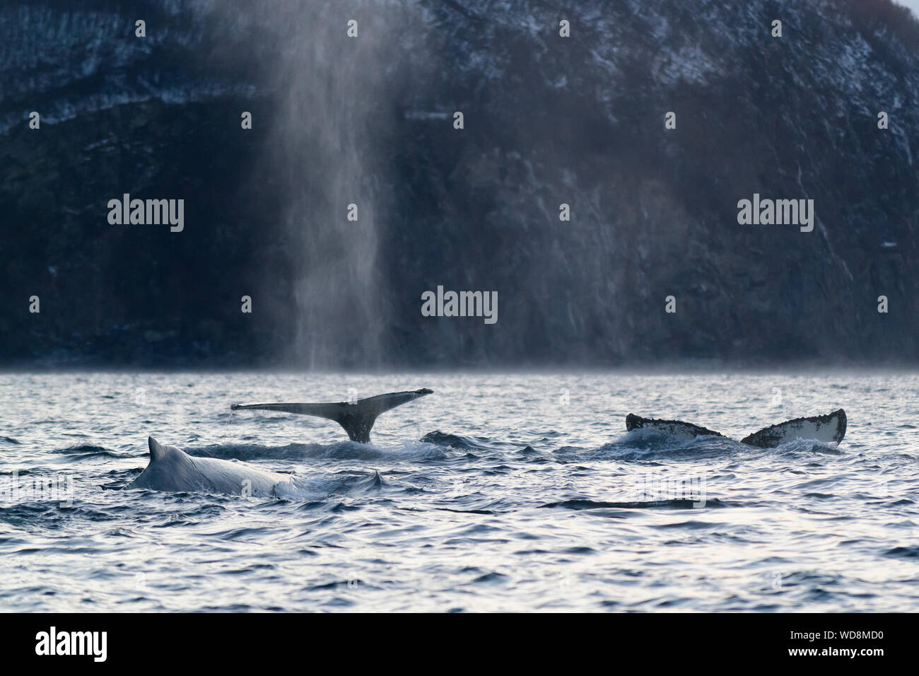 Baleine à bosse, des baleines à bosse avec la douve, Megaptera novaeangliae, Kvaloyvagen, la Norvège, l'Océan Atlantique Banque D'Images