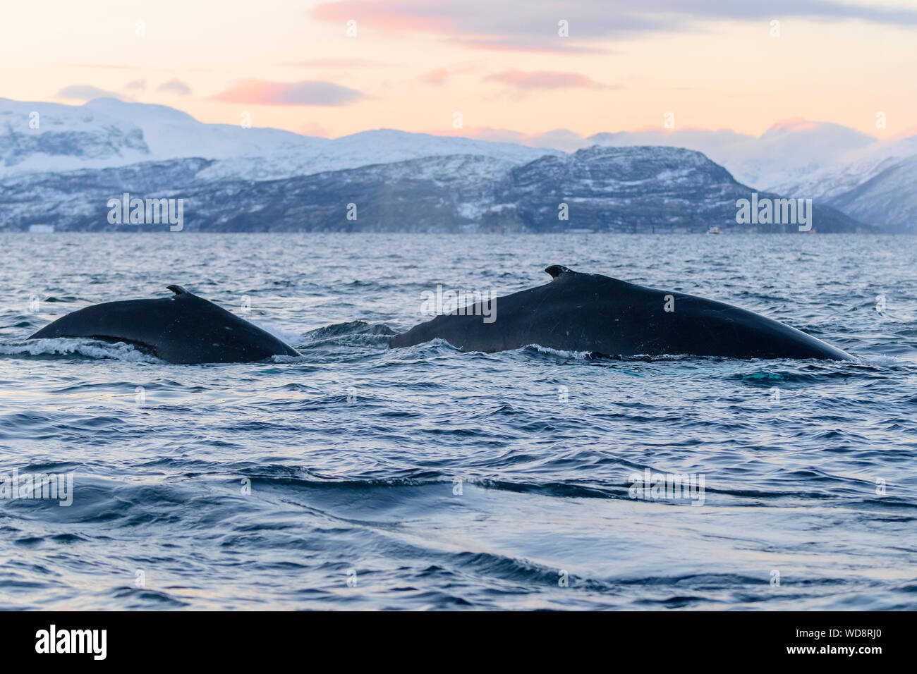 Rorqual à bosse, rorqual à bosse, Megaptera novaeangliae coucher de whaleswith Kvaloyvagen,, de la Norvège, de l'Océan Atlantique Banque D'Images