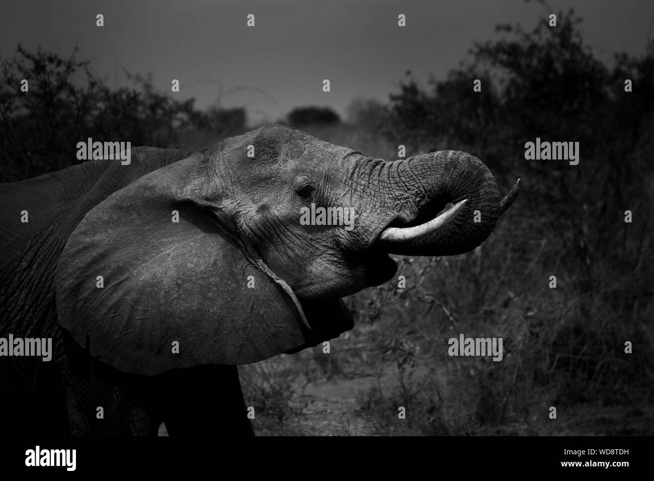 Bel oiseau assis sur le toit d'une voiture, l'Est de Tsavo safari, Kenya Banque D'Images