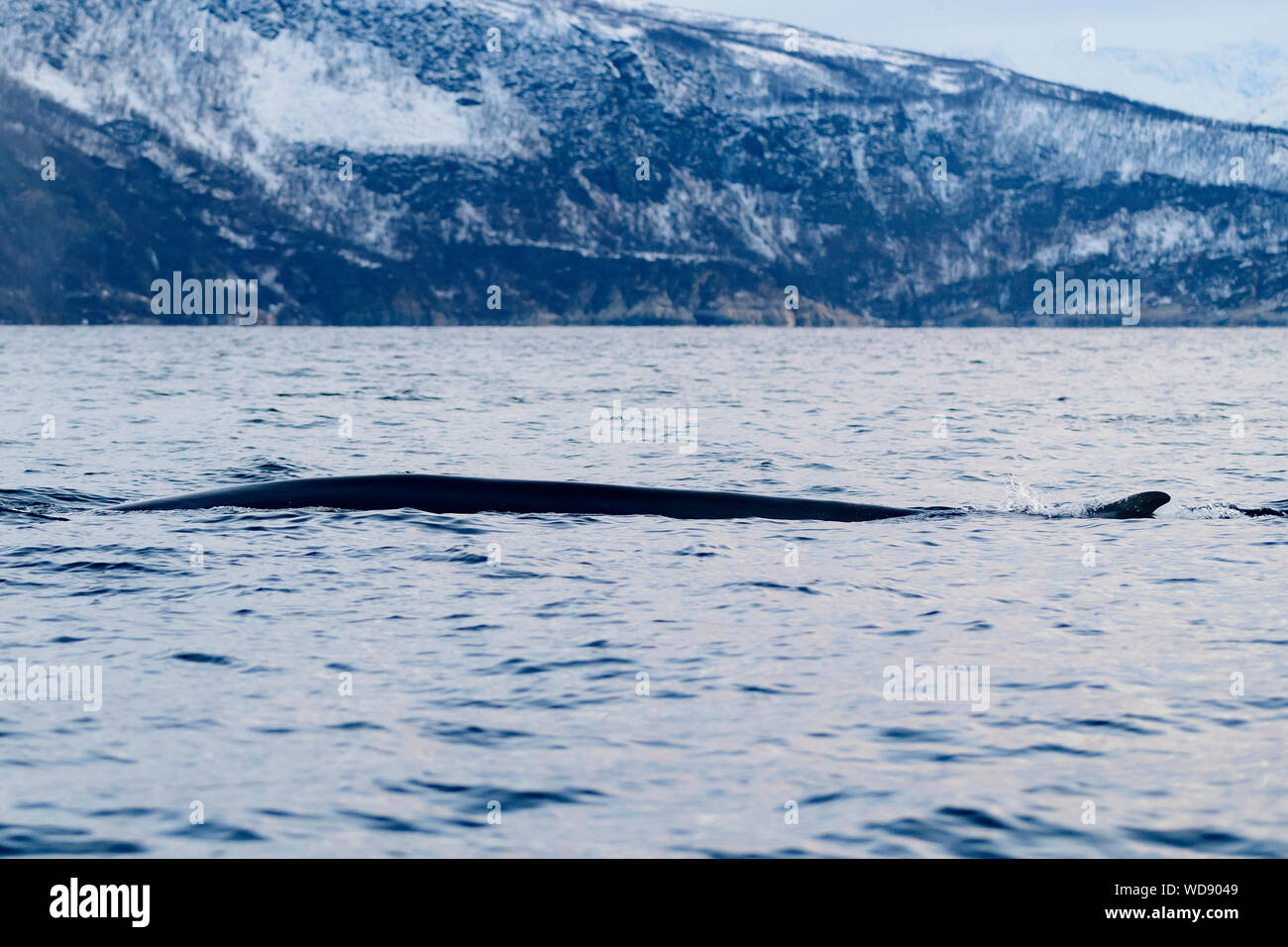 Rorqual commun, Balaenoptera physalus, Kvaloyvagen, la Norvège, l'Océan Atlantique Banque D'Images