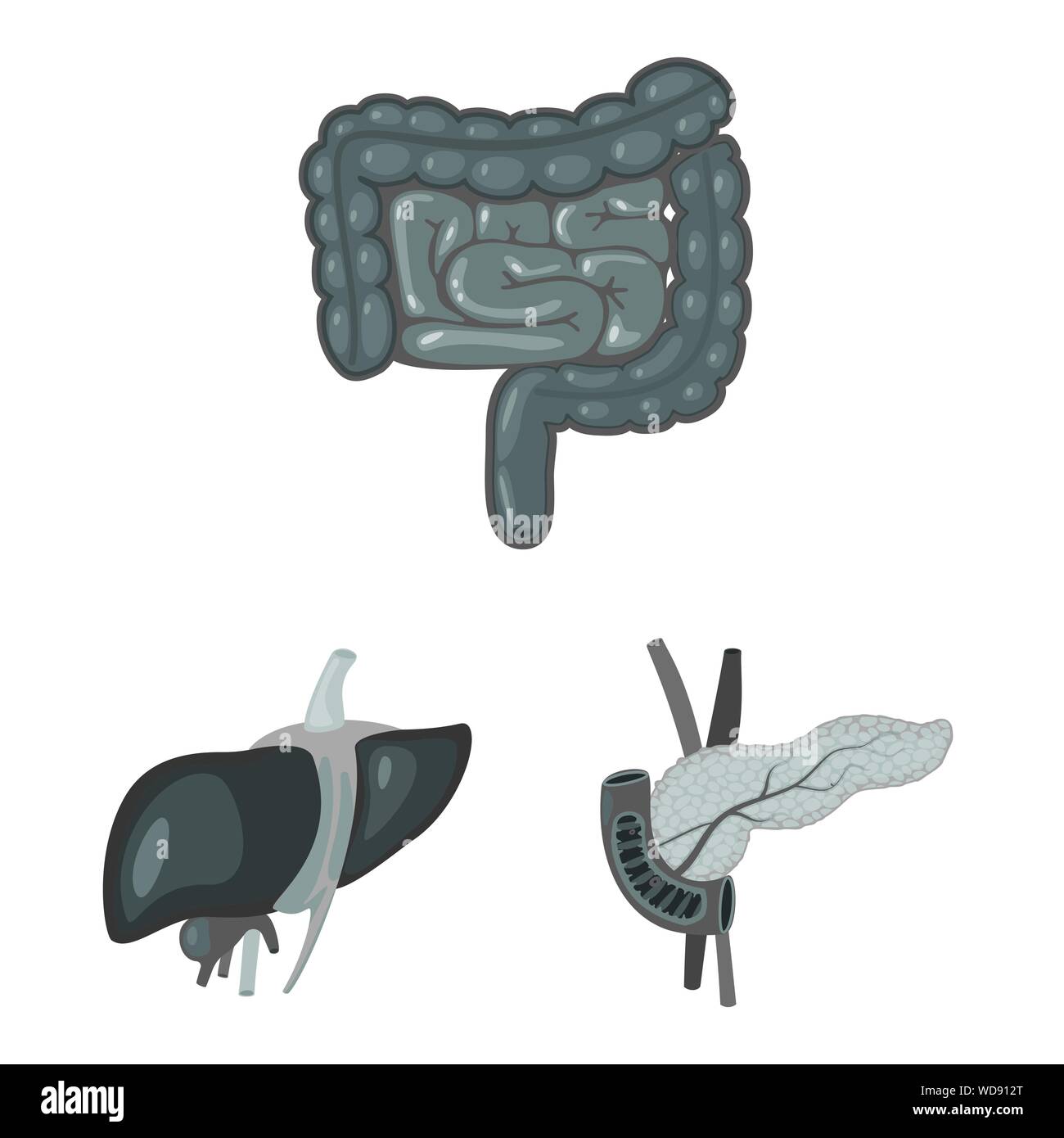 Objet isolé de l'intérieur et de l'icône de médical. Ensemble de la santé et de l'icône vecteur interne pour stock. Illustration de Vecteur