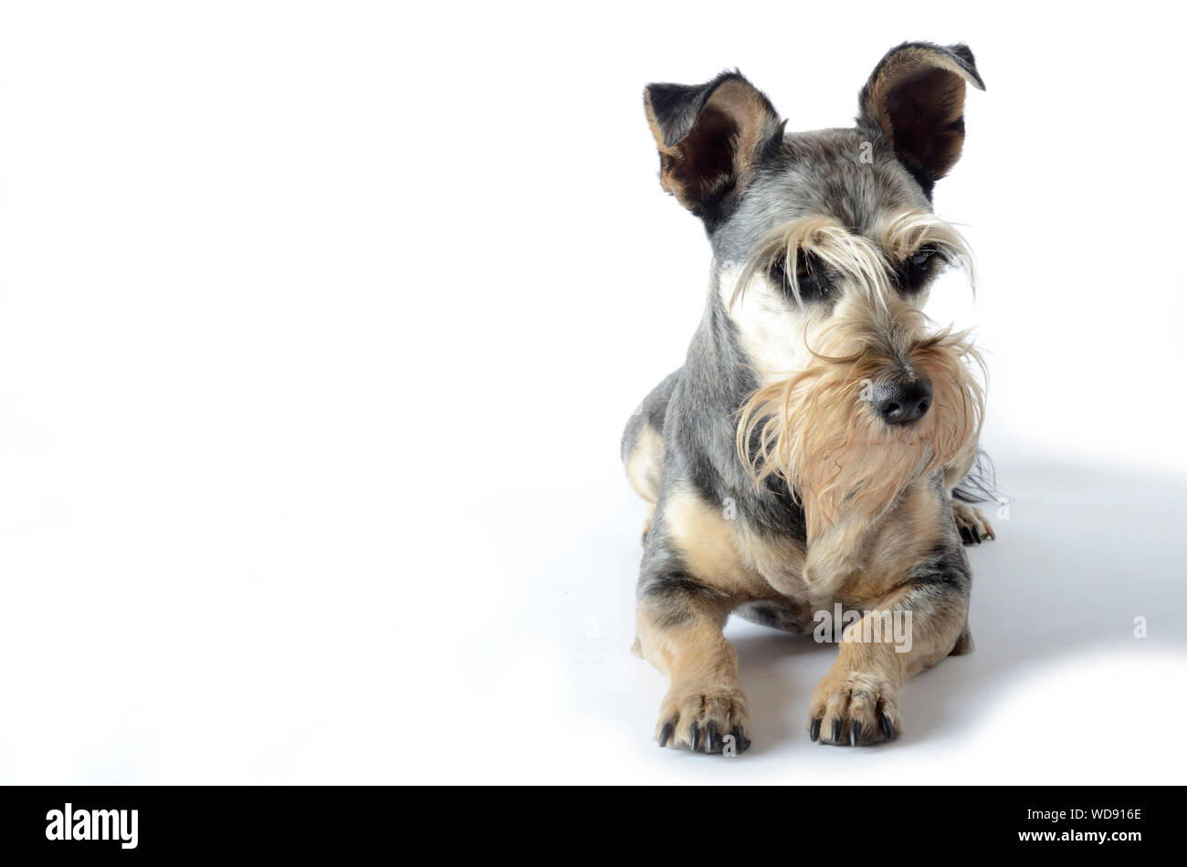Schnauzer nain isolé sur fond blanc Banque D'Images