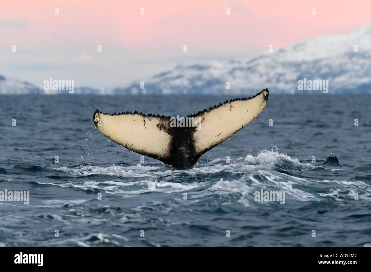 Coucher du soleil avec baleine à bosse, rorqual à bosse, Megaptera novaeangliae auprès de Fluke, Kvaloyvagen, la Norvège, l'Océan Atlantique Banque D'Images