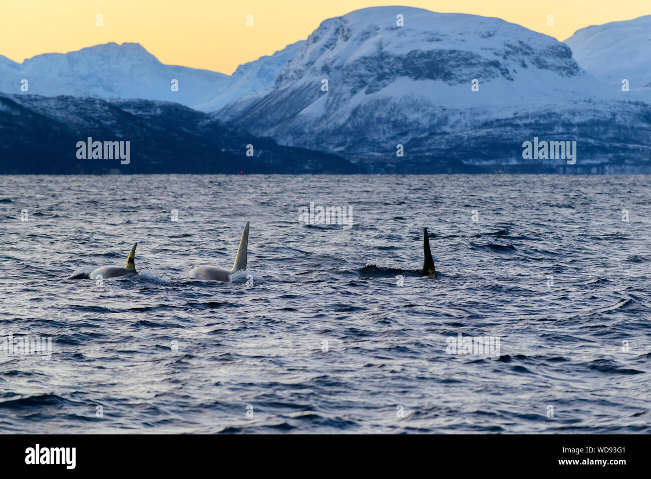 Orca, de l'épaulard, Orcinus Orca, Skjervoy, la Norvège, l'Océan Atlantique Banque D'Images