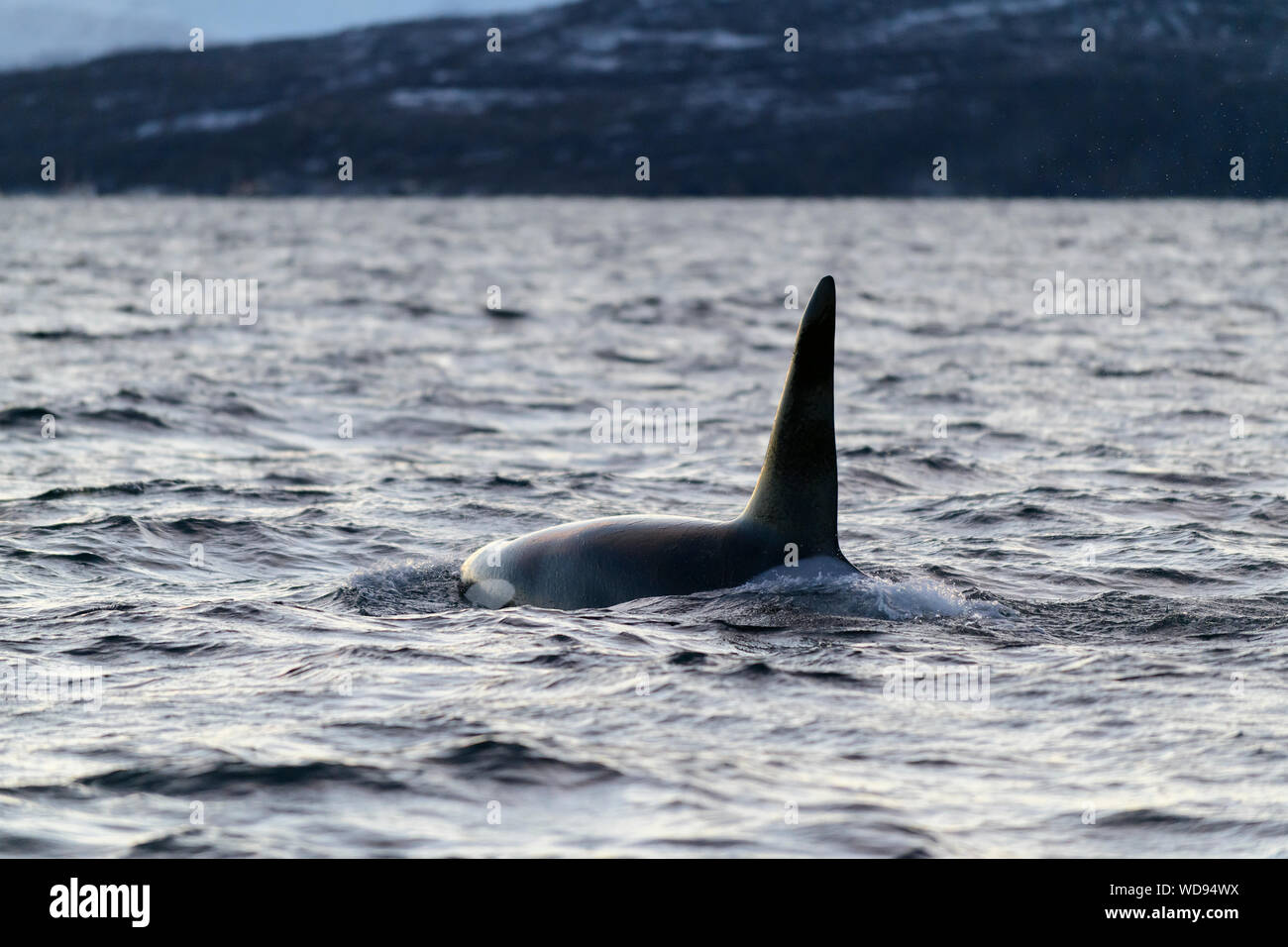 Nageoire dorsale de l'Épaulard, Orque, Orcinus Orca, Skjervoy, la Norvège, l'Océan Atlantique Banque D'Images