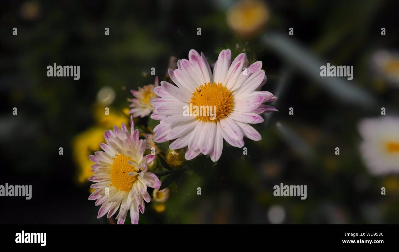 Chrysanthème stock photo Banque D'Images