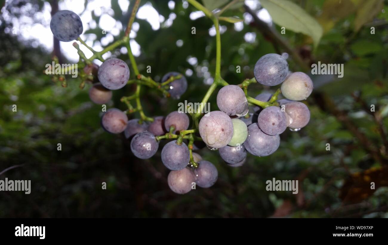 Bush Tucker - fruit de la vigne de kangourou Banque D'Images