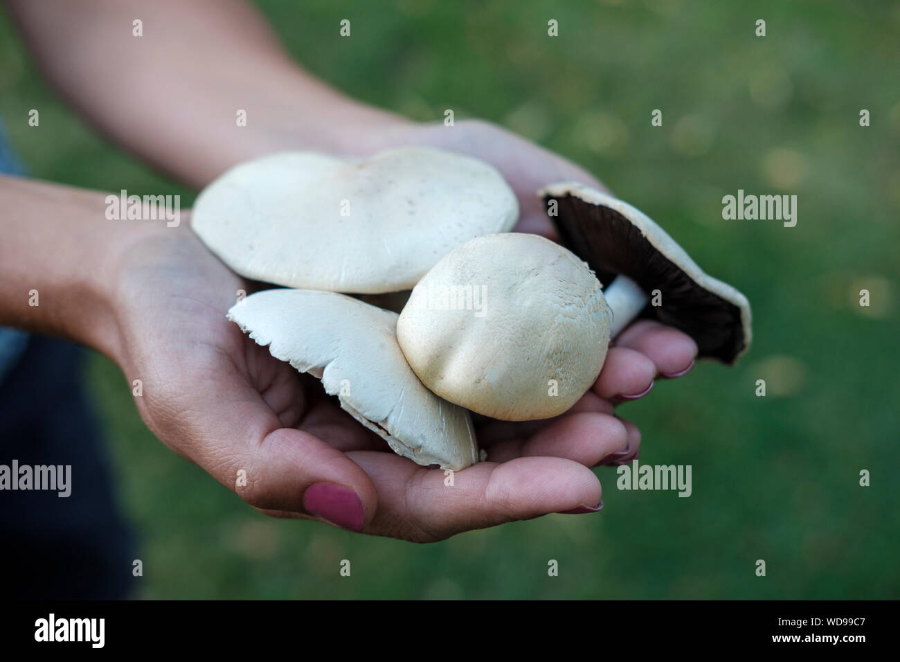 S'alimentaient des champignons sauvages Banque D'Images