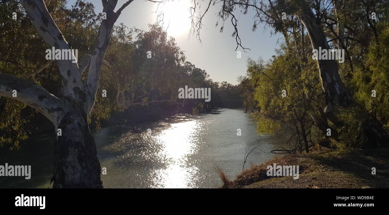 Rivière Murrumbidgee près de Maude sur la plaine de Hay, centre sud de la Nouvelle-Galles du Sud Banque D'Images