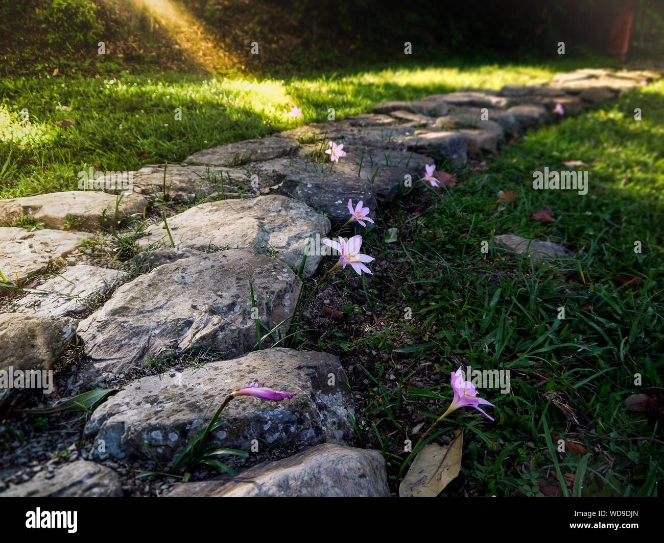 Gros plan d'un sentier rocheux au milieu de le champ herbacé avec des fleurs roses Banque D'Images